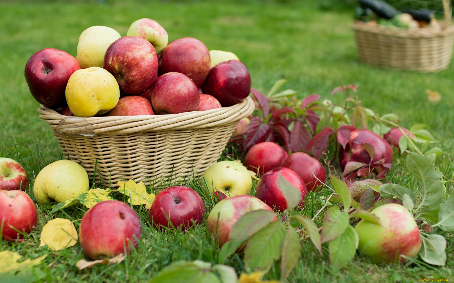 еда, яблоки, трава, корзинка, ассорти, урожай