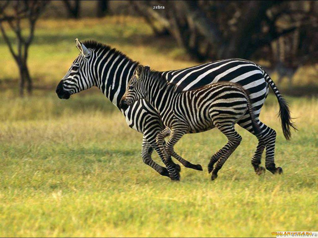 животные, зебры