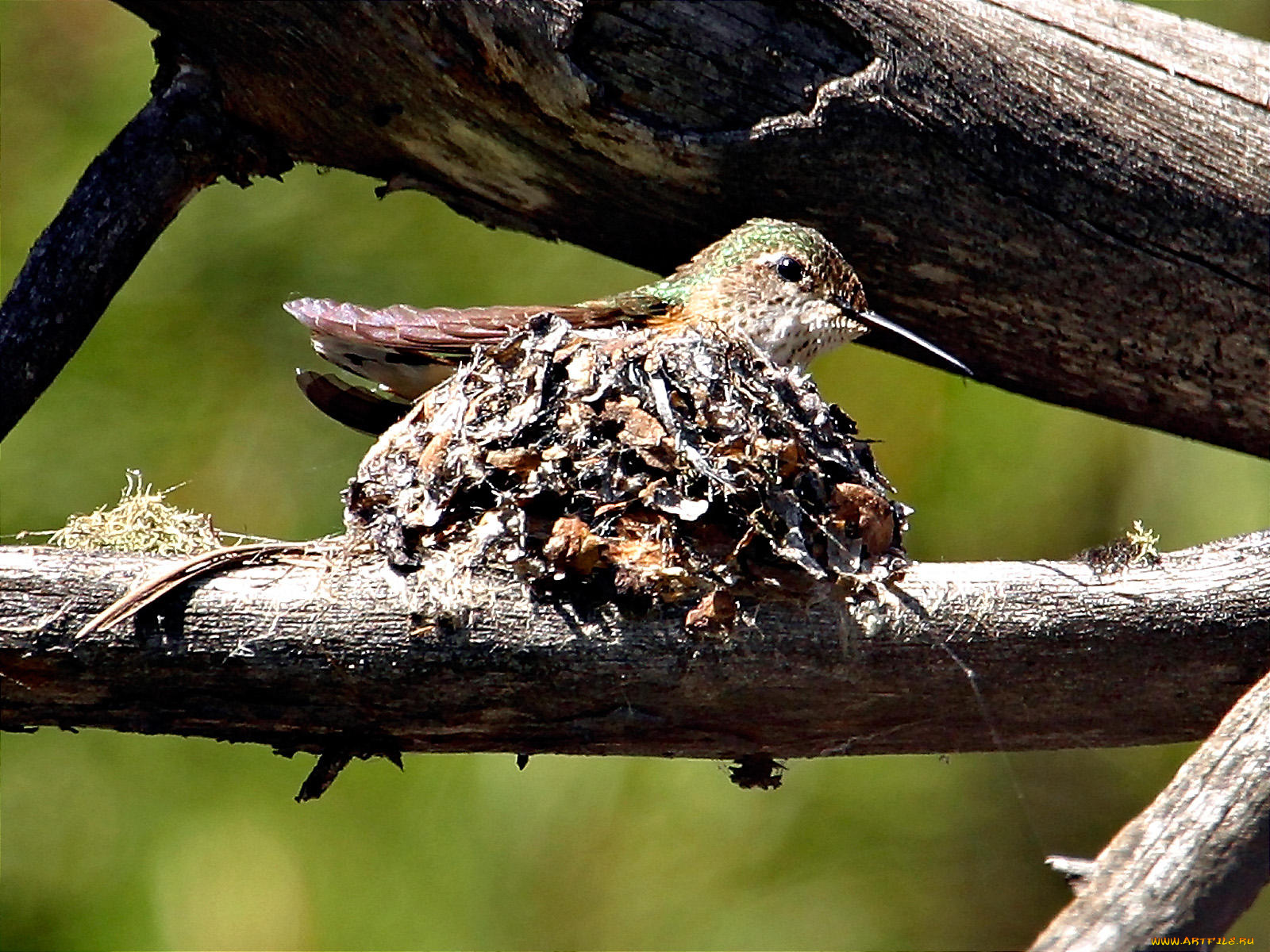 hummer, nesting, животные, колибри