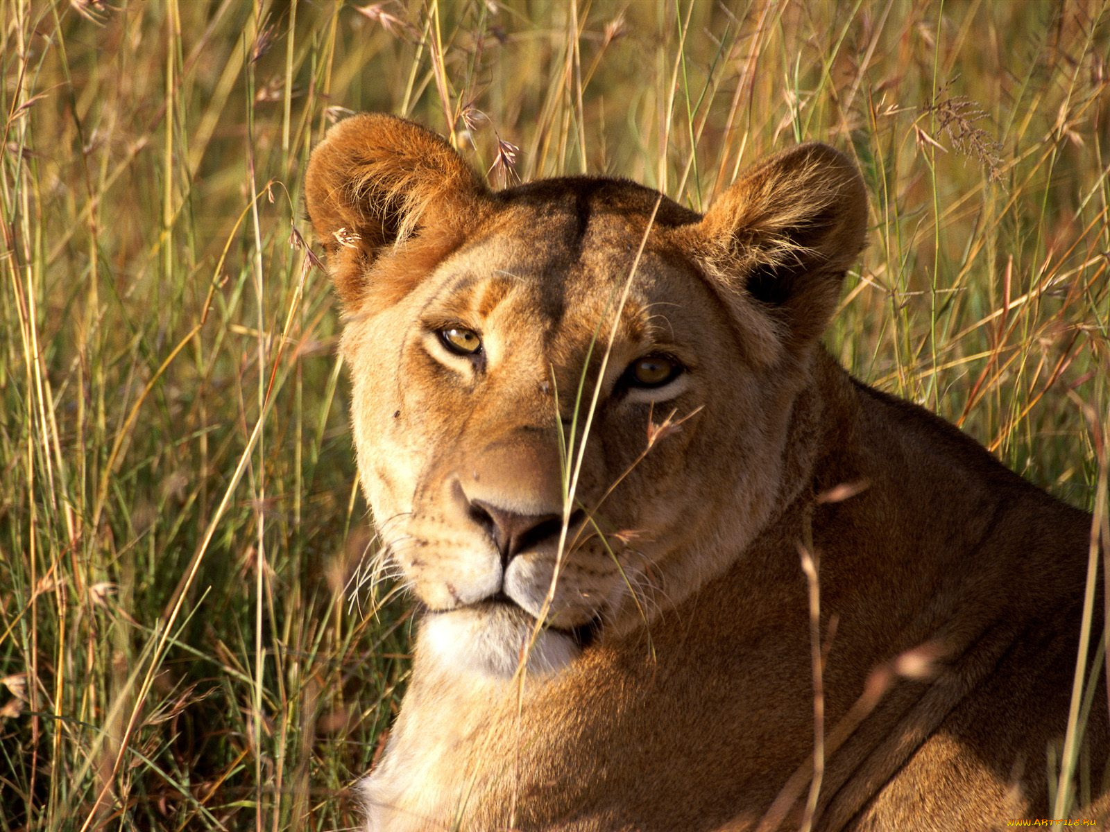 lion, masai, mara, game, reserve, kenya, животные, львы