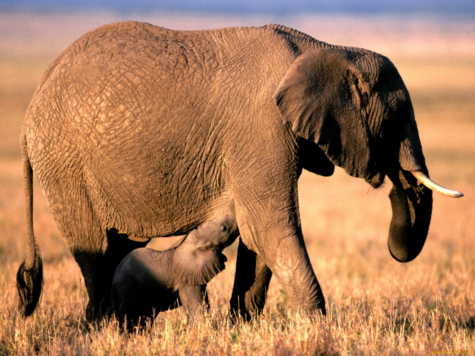 pachyderm, parenting, african, elephants, животные, слоны