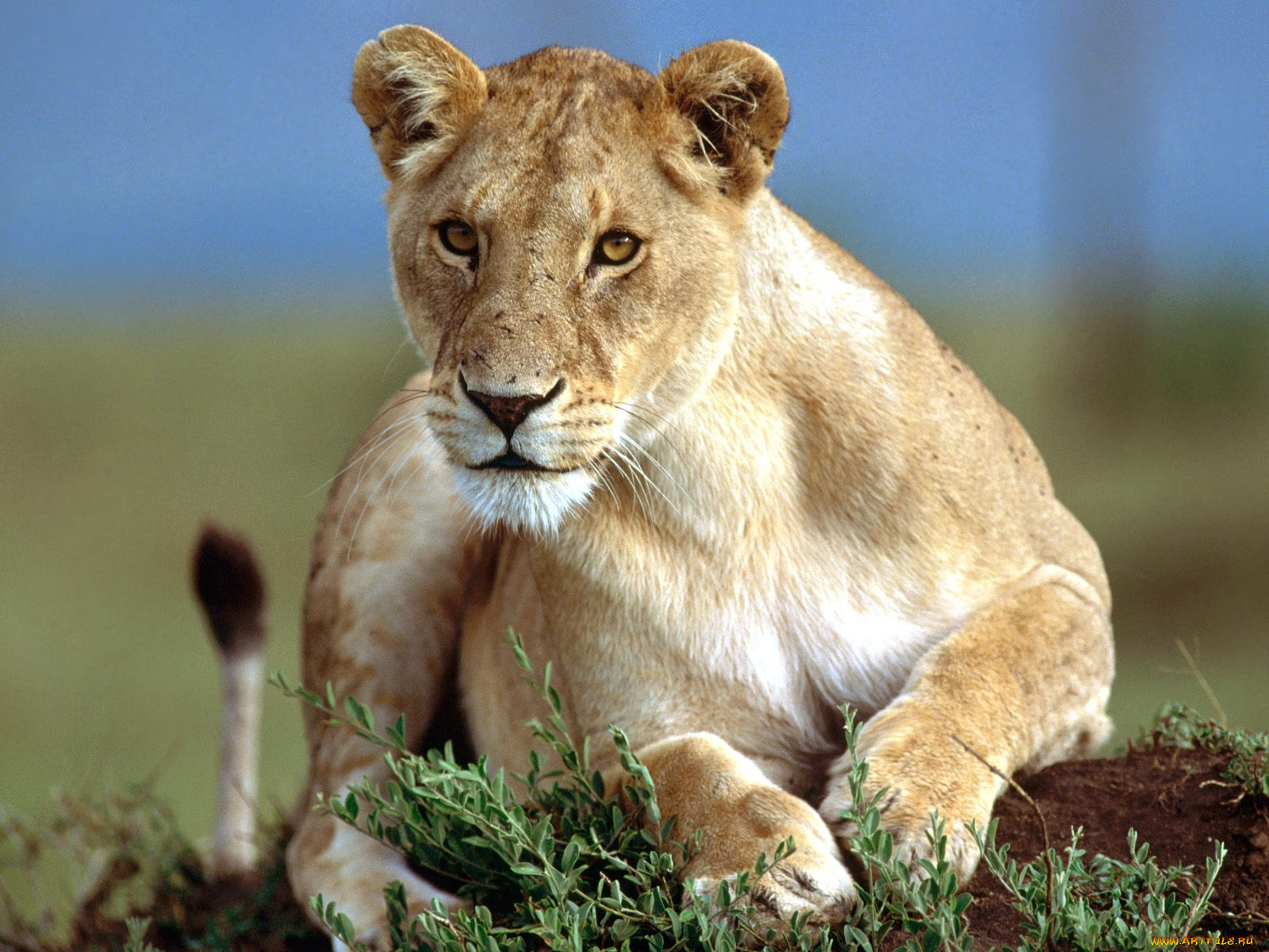 predatory, stare, lioness, животные, львы