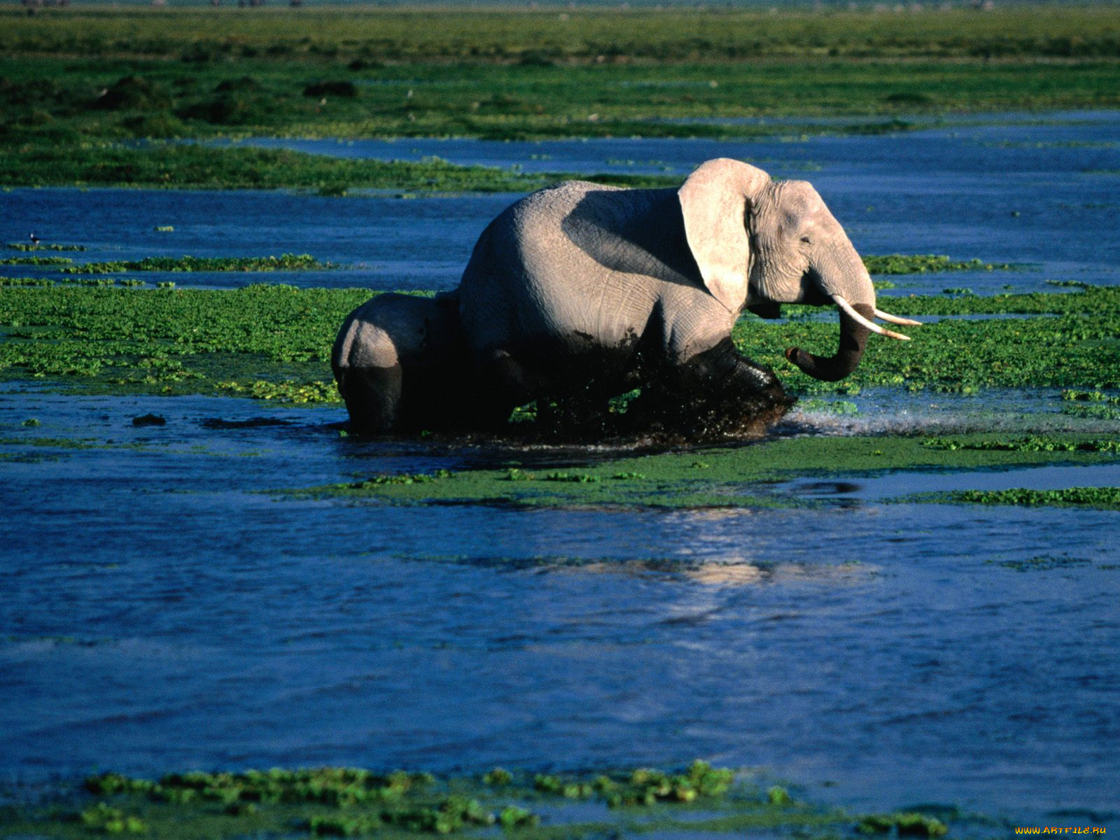 relaxing, bath, african, elephant, животные, слоны