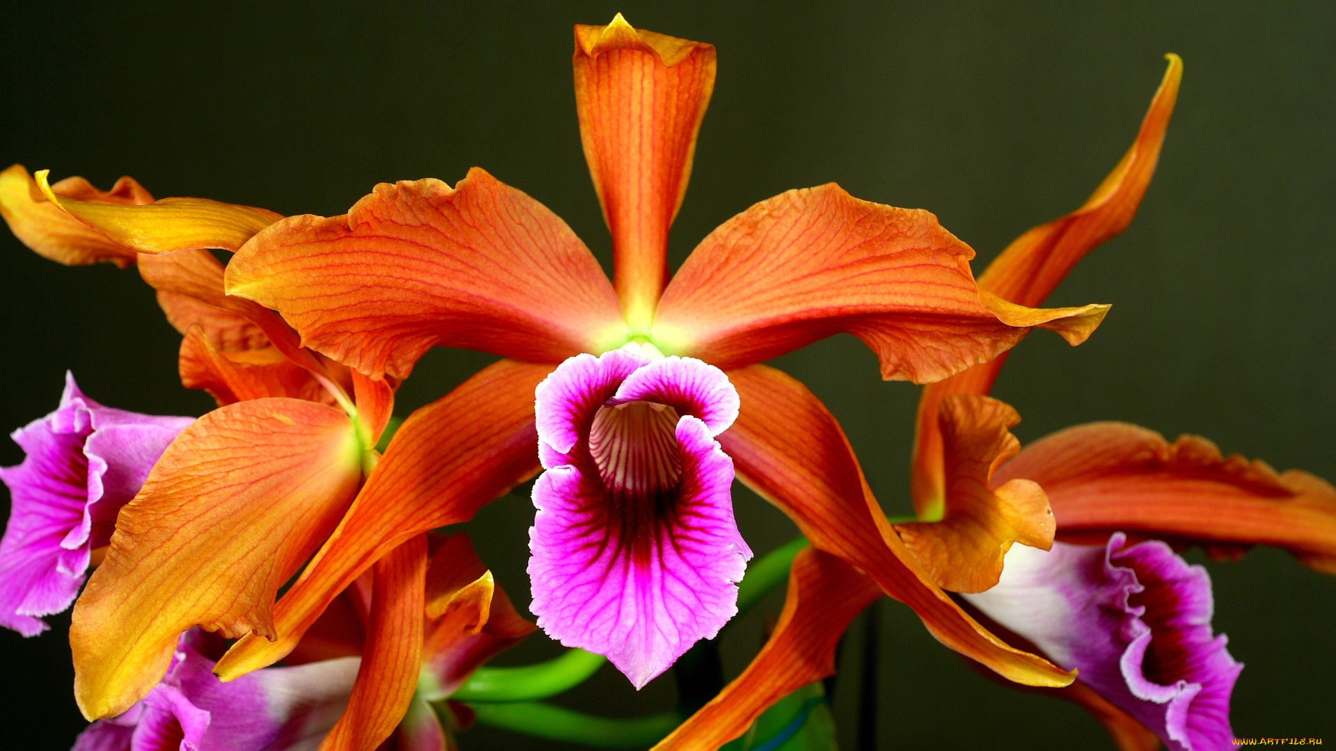 цветы, орхидеи, оранжевый, яркий, экзотика