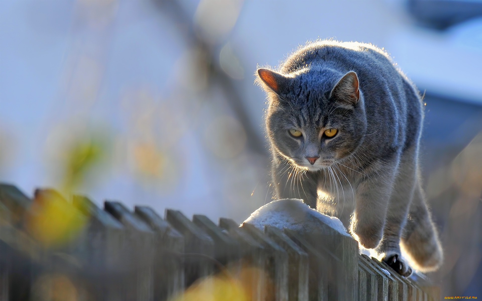 животные, коты, забор