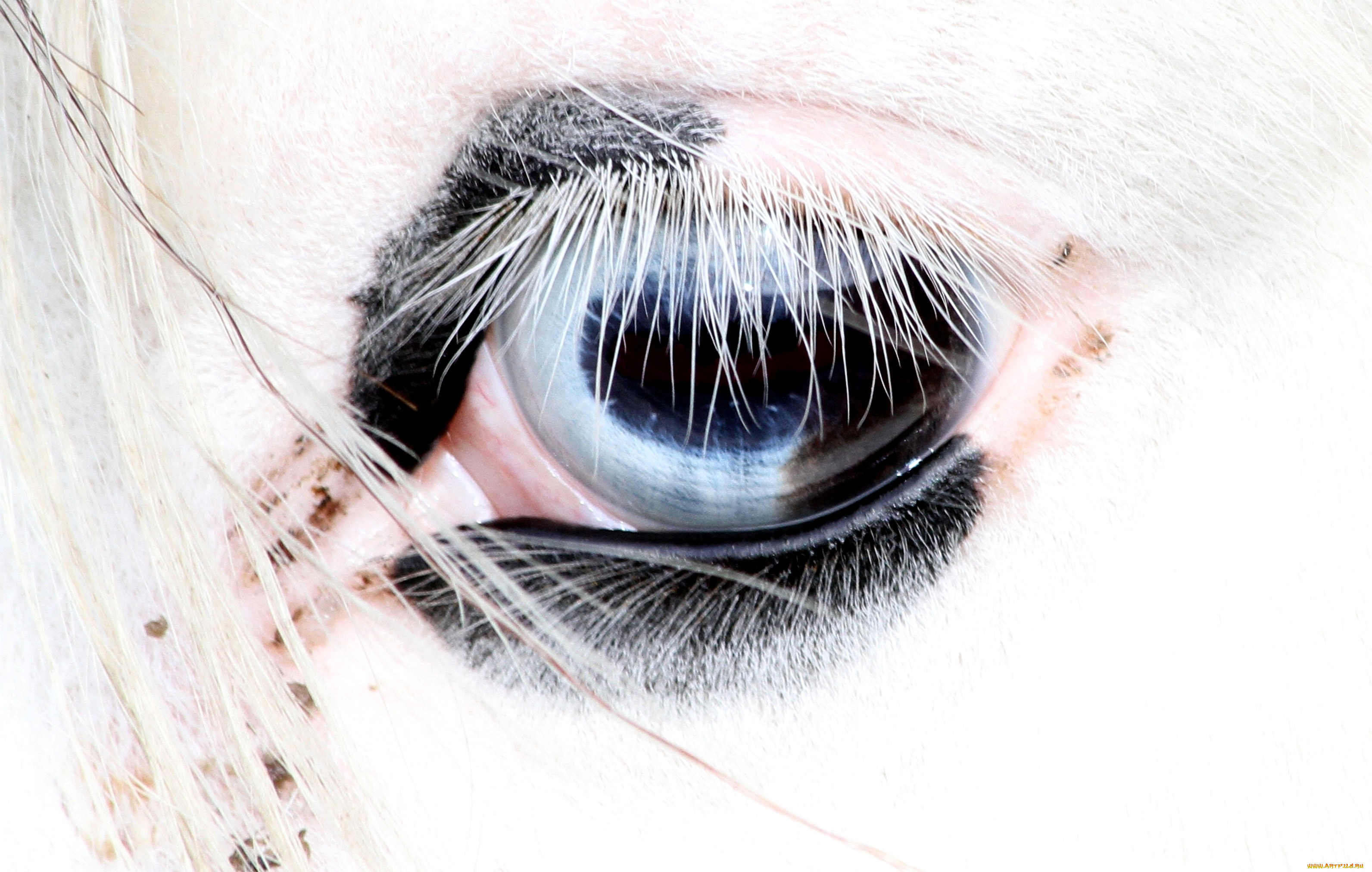разное, глаза, голубой, белый, конь, ресницы