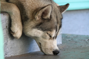 Картинка животные собаки хаски сон