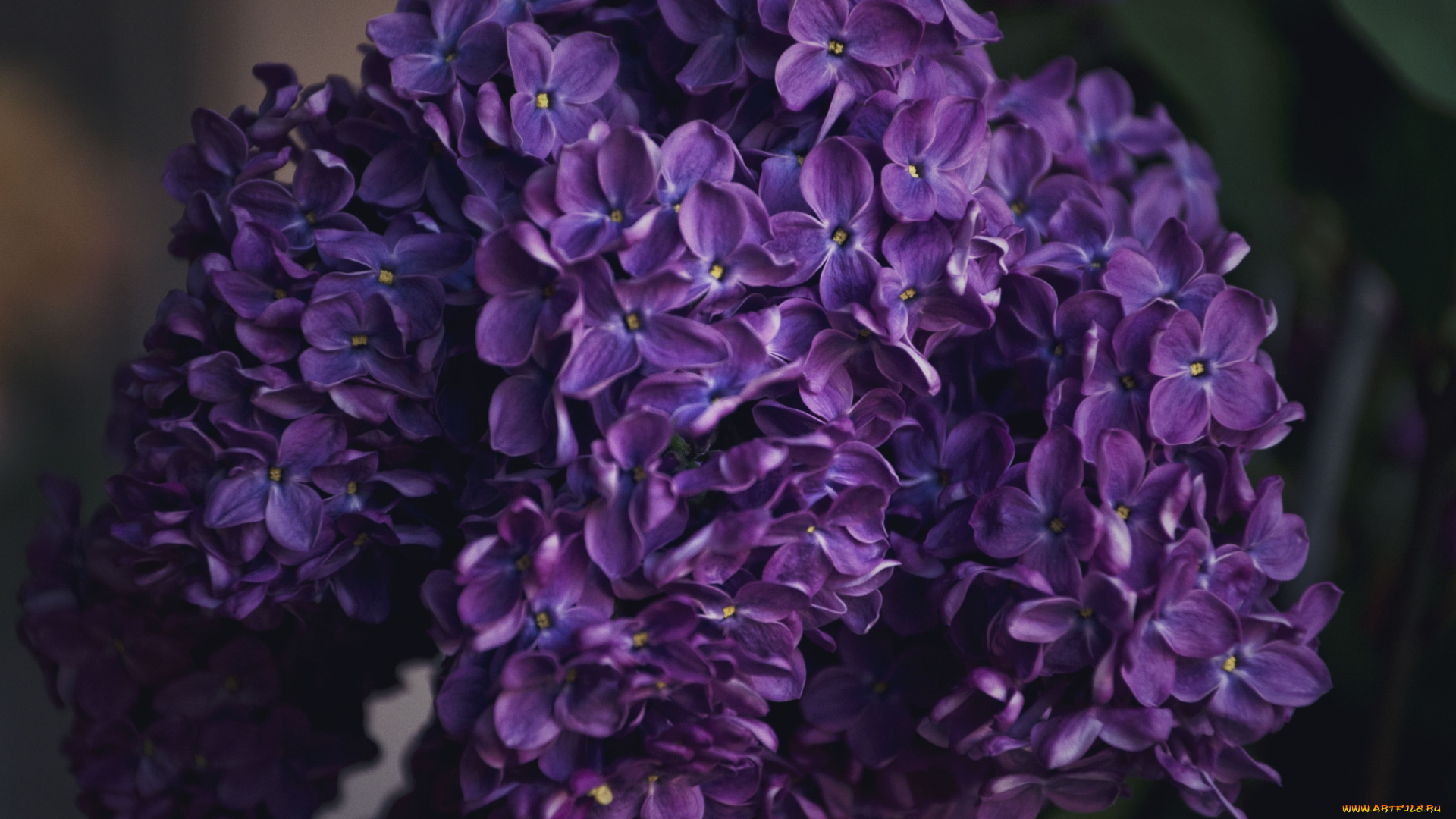 цветы, сирень, фиолетовый