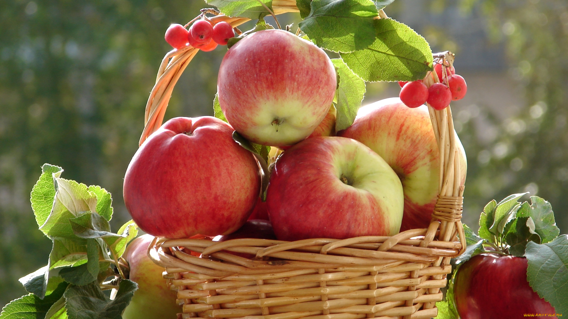 Яблочный спас пуля. Яблочный спас. Красивое яблоко. Спелые яблоки. Корзинка с яблоками.