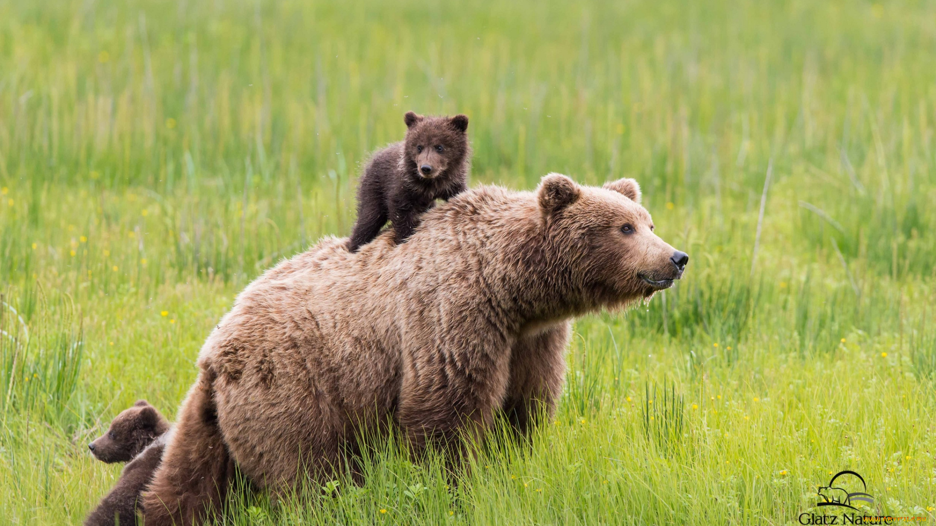 животные, медведи, мама, пассажир