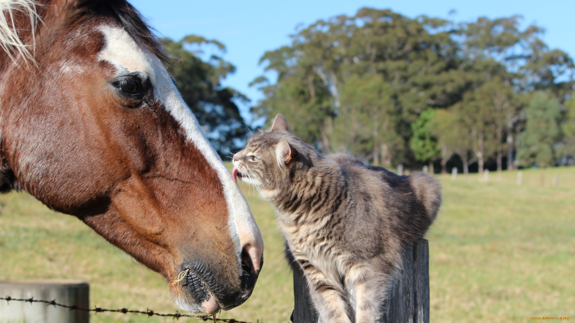 животные, разные, вместе, конь, лошадь, друзья, кошка, кот, дружба