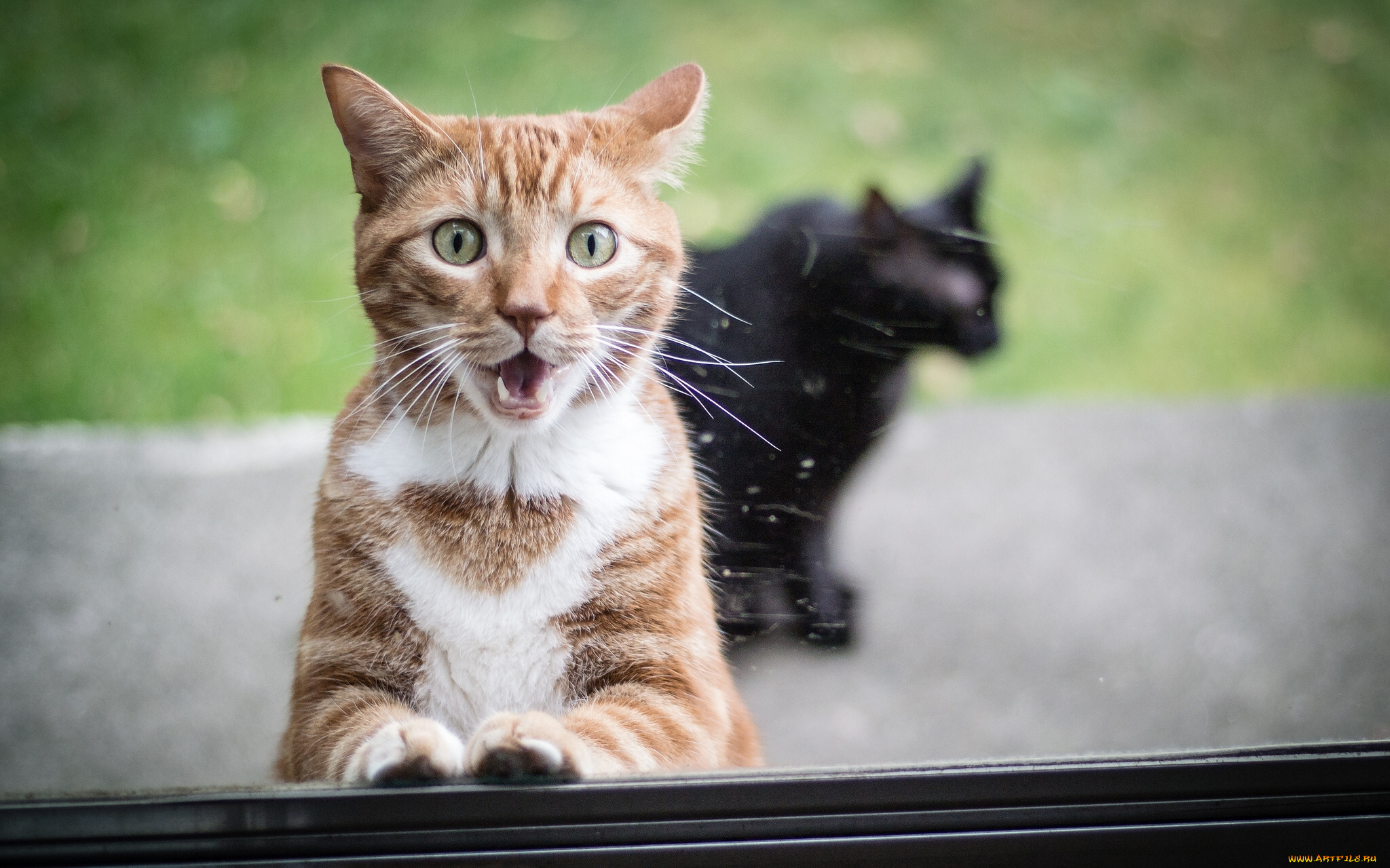 животные, коты, рыжий, кот, стекло, окно, удивление