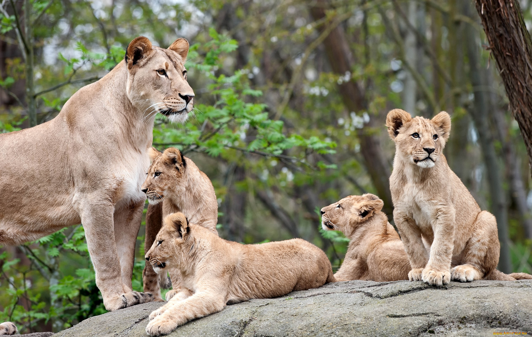 животные, львы, мама, детки