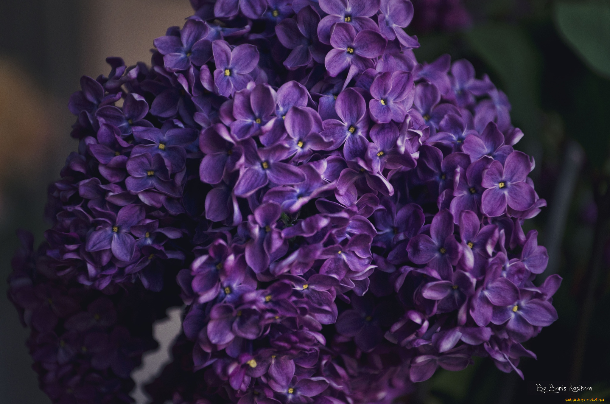 цветы, сирень, фиолетовый