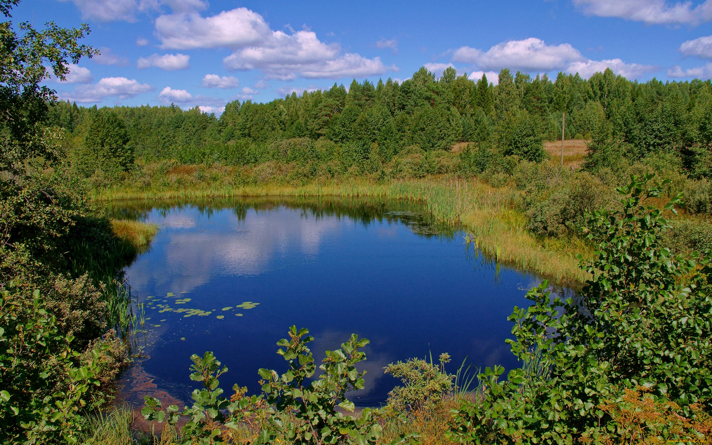 природа, реки, озера, озеро, лес