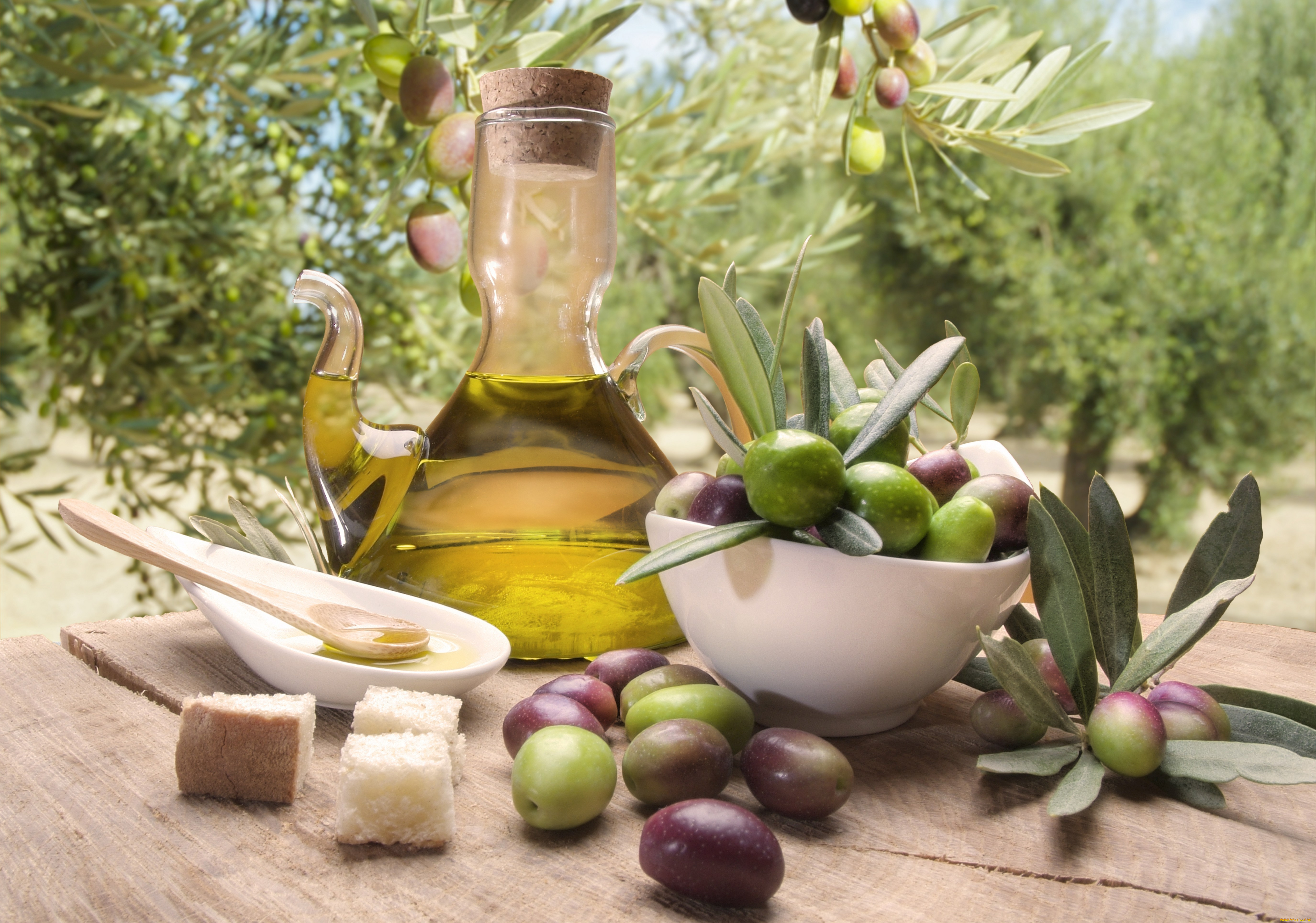 оливковое масло бесплатно