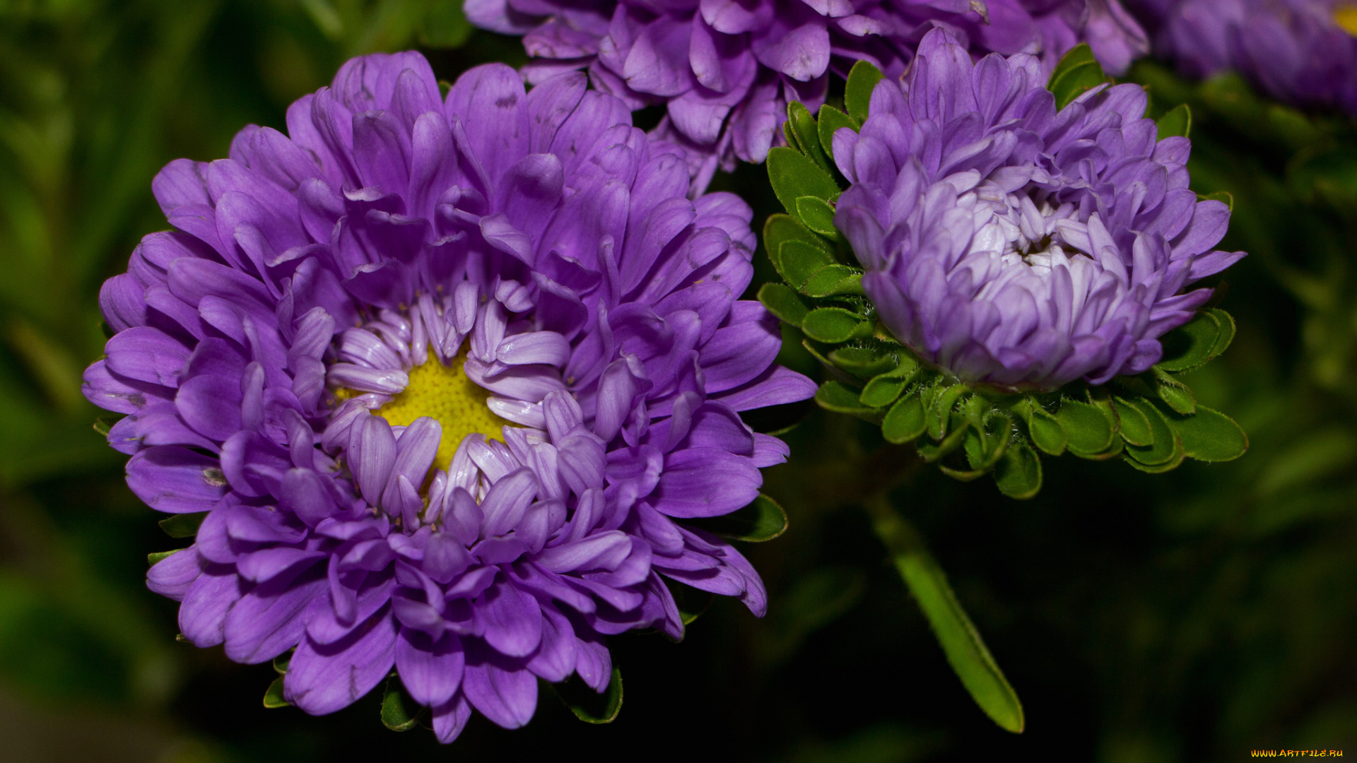 цветы, астры, and, many, flowers, бутон, tulips, сиреневая, цветение, лепестки, астра, bloom, colorful