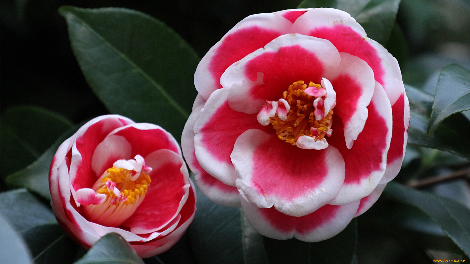 цветы, камелии, bud, цветение, shrubs, flowering, camellia, бутон, leaf, кустарник, листья, камелия