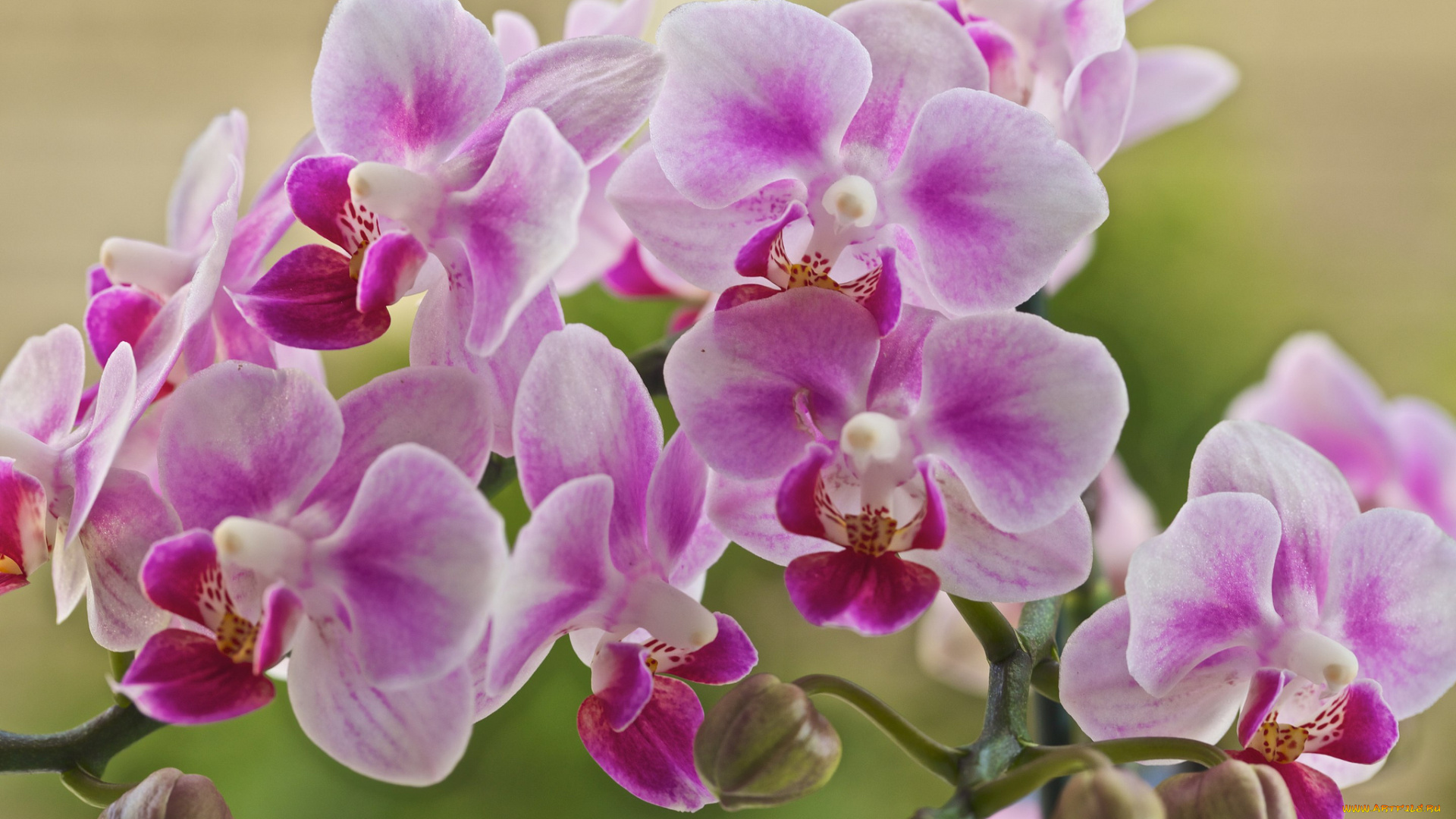 цветы, орхидеи, цветение, лепестки, цветки, бело-розовая, орхидея