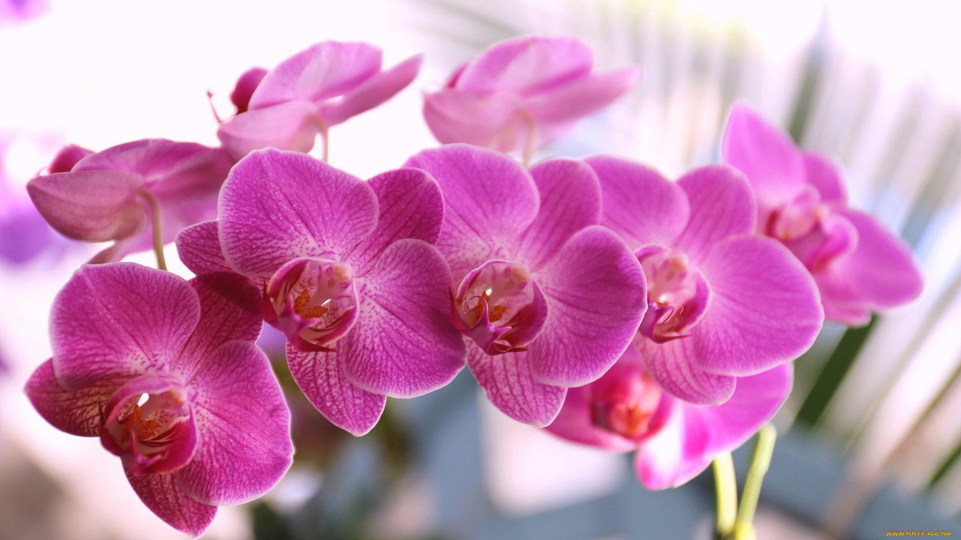 цветы, орхидеи, цветение, лепестки, фиолетовая, цветки, орхидея