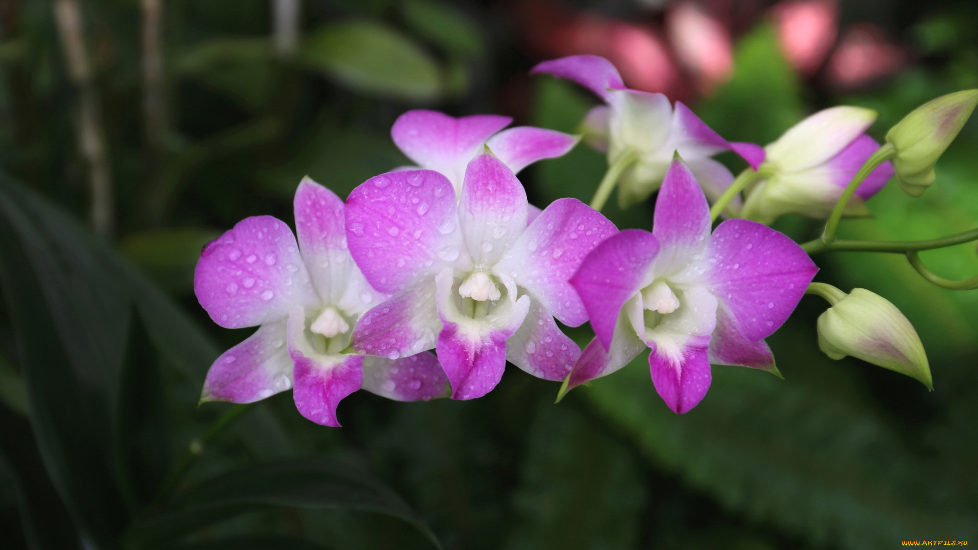 цветы, орхидеи, орхидея, бело-фиолетовая, цветение, лепестки, цветки
