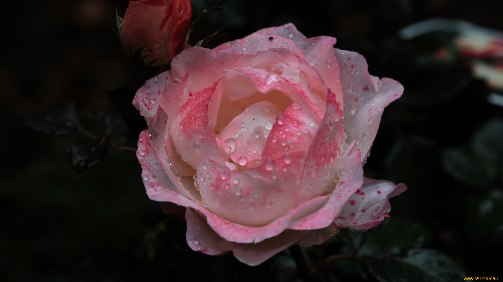 цветы, розы, роза, бутон, лепестки, листья, цветение, rose, bud, petals, leaves, blossoms