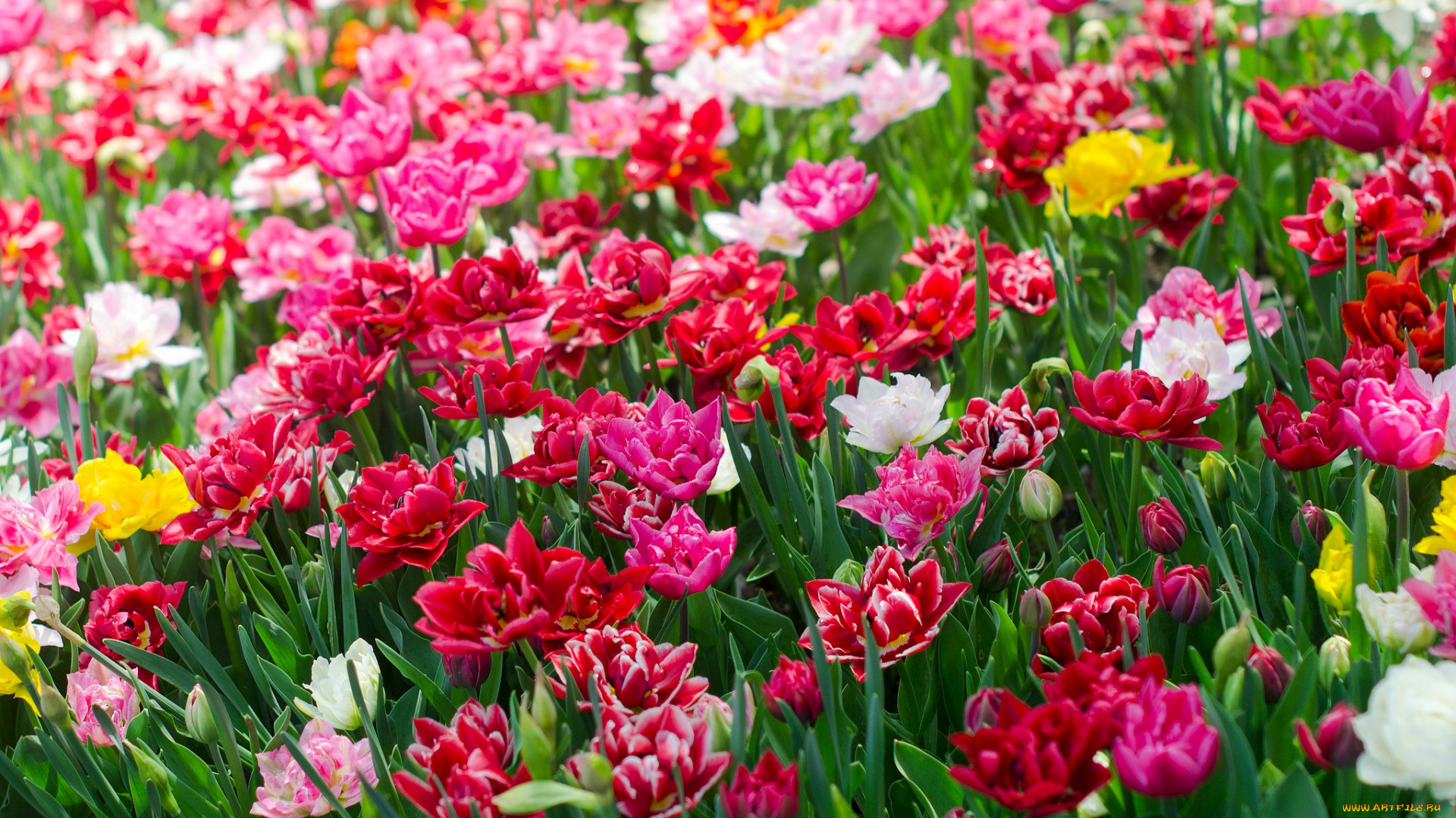 цветы, тюльпаны, лепестки, много, разноцветные, цветение