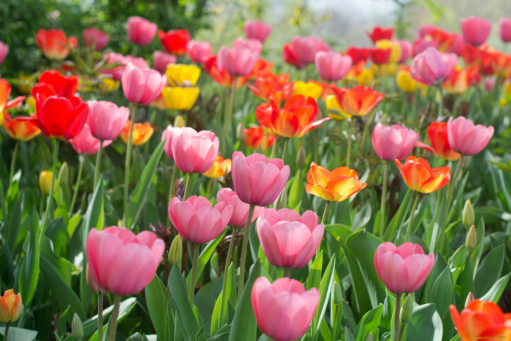 цветы, тюльпаны, and, many, flowers, tulips, лепестки, много, разноцветные, цветение, colorful, bloom