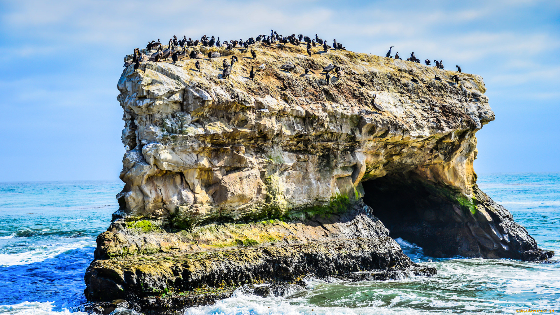 natural, bridges, state, beach, животные, Чайки, , бакланы, , крачки, птичий, базар