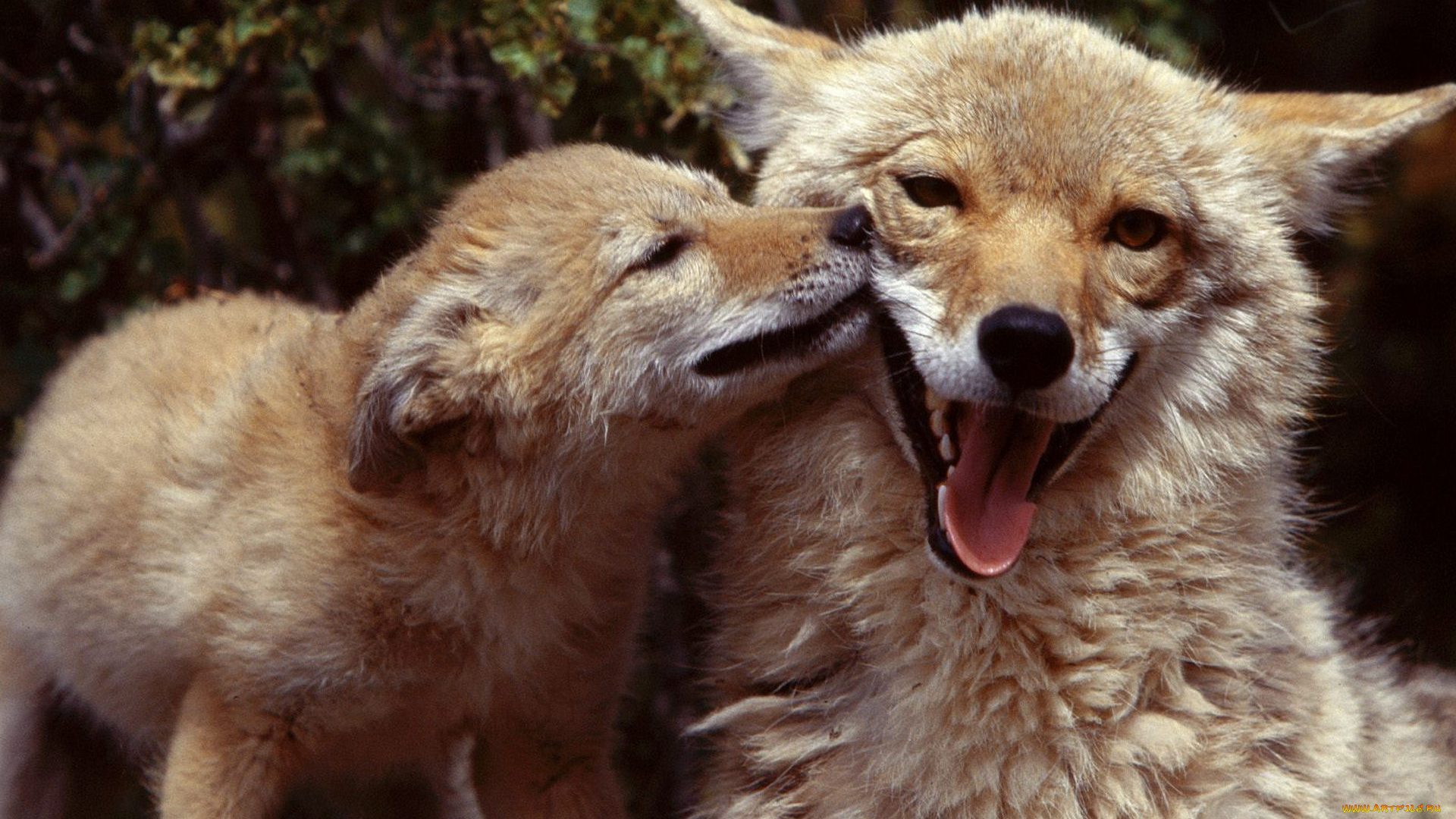 животные, лисы, поцелуй, язык, лисенок, лисица, лиса