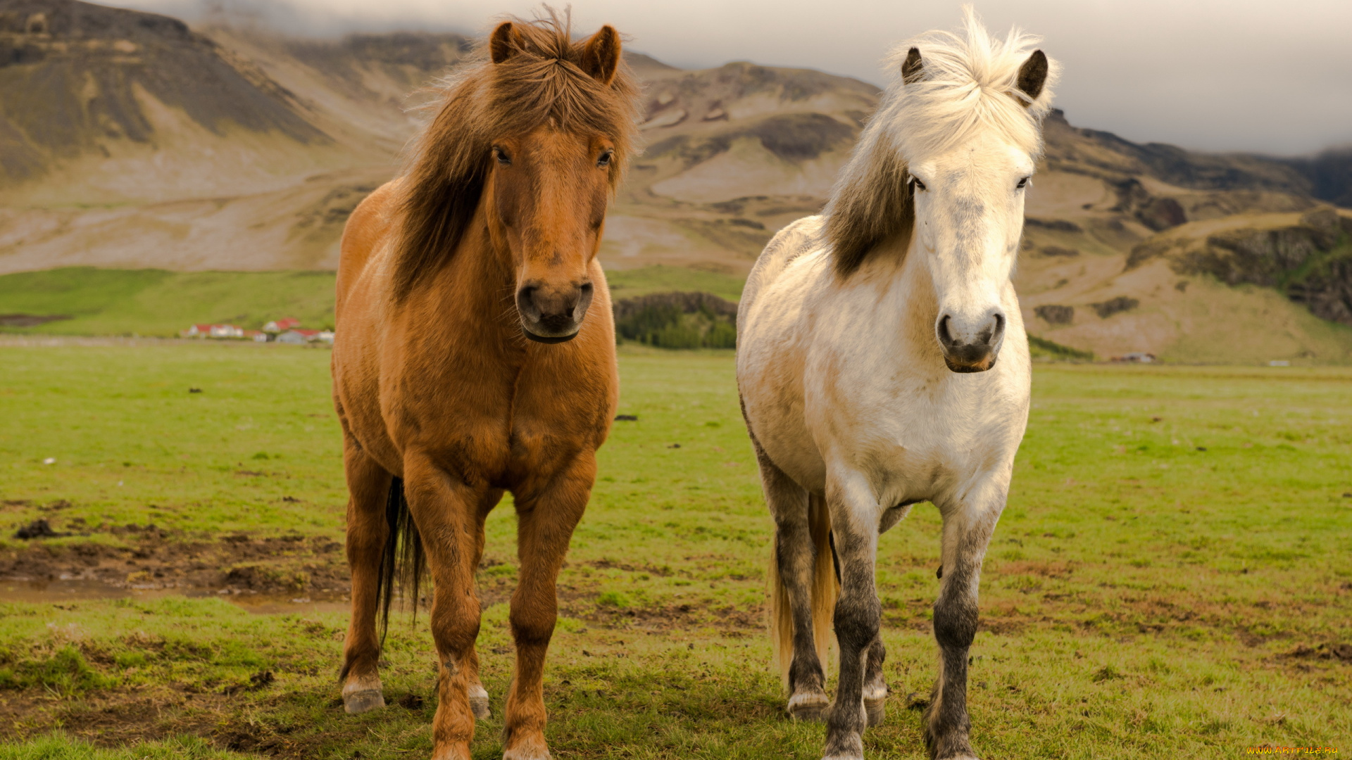 животные, лошади, farm, horses, iceland