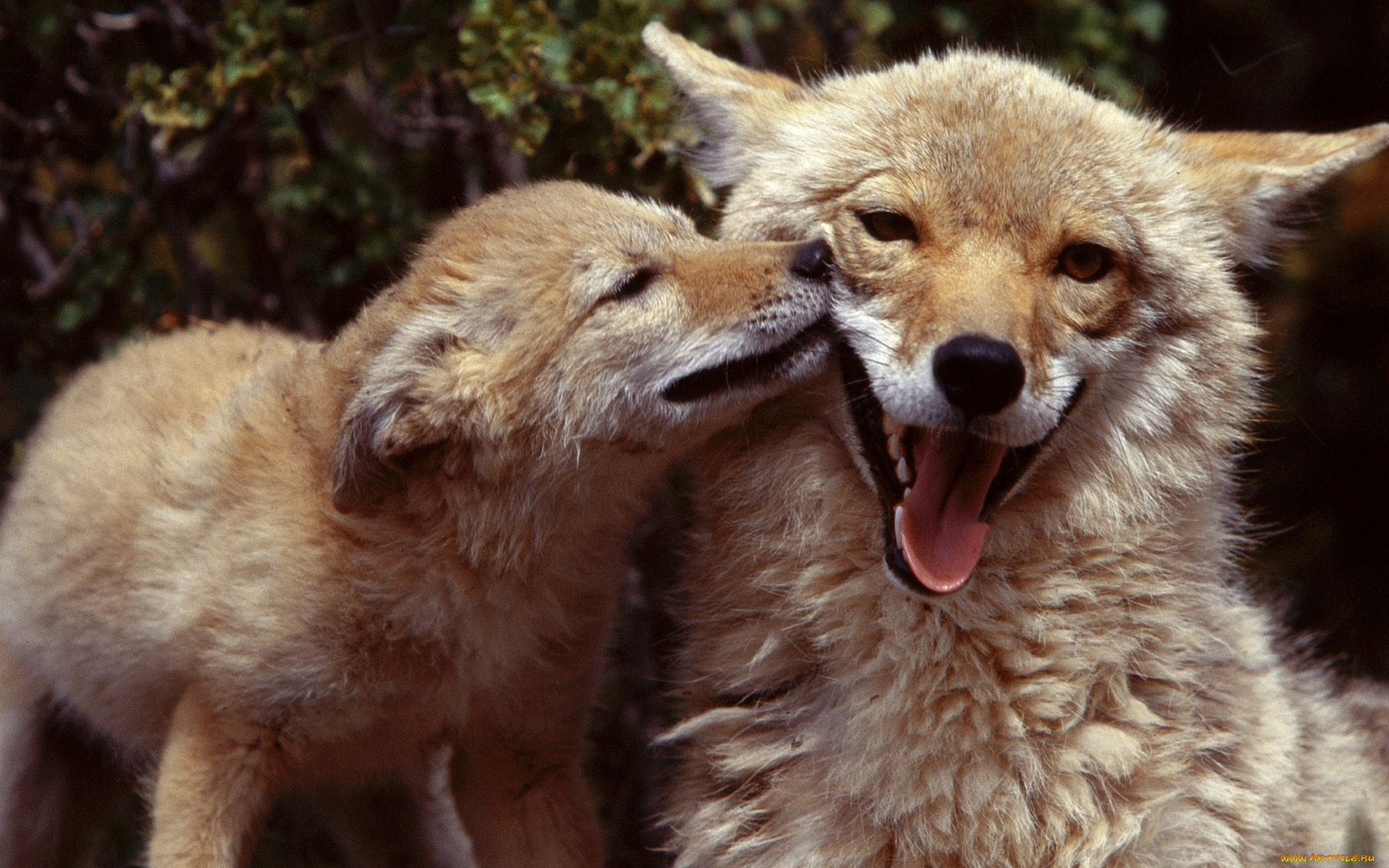 животные, лисы, поцелуй, язык, лисенок, лисица, лиса