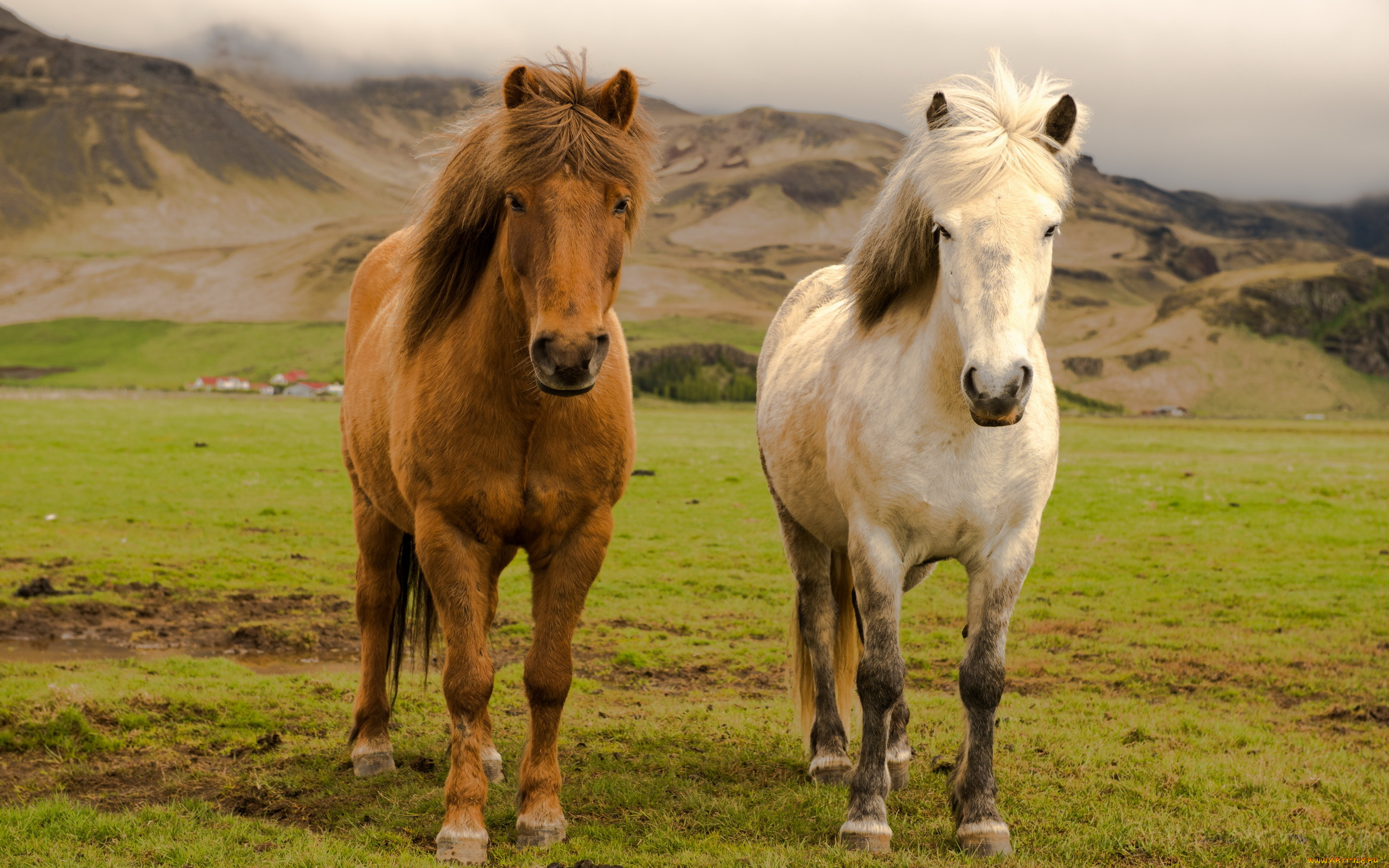 животные, лошади, farm, horses, iceland