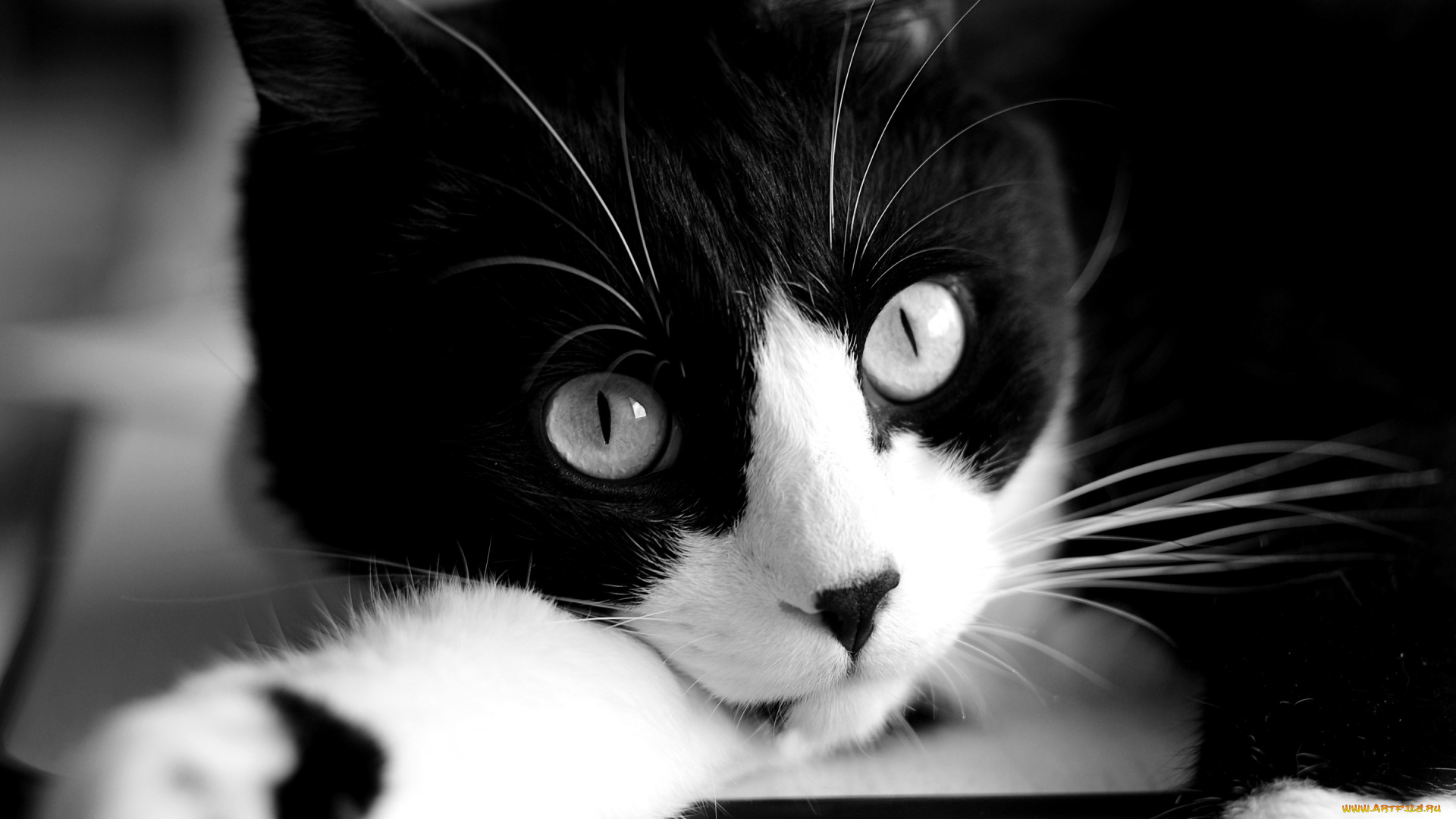 животные, коты, черно-белый, взгляд, мордочка, кот