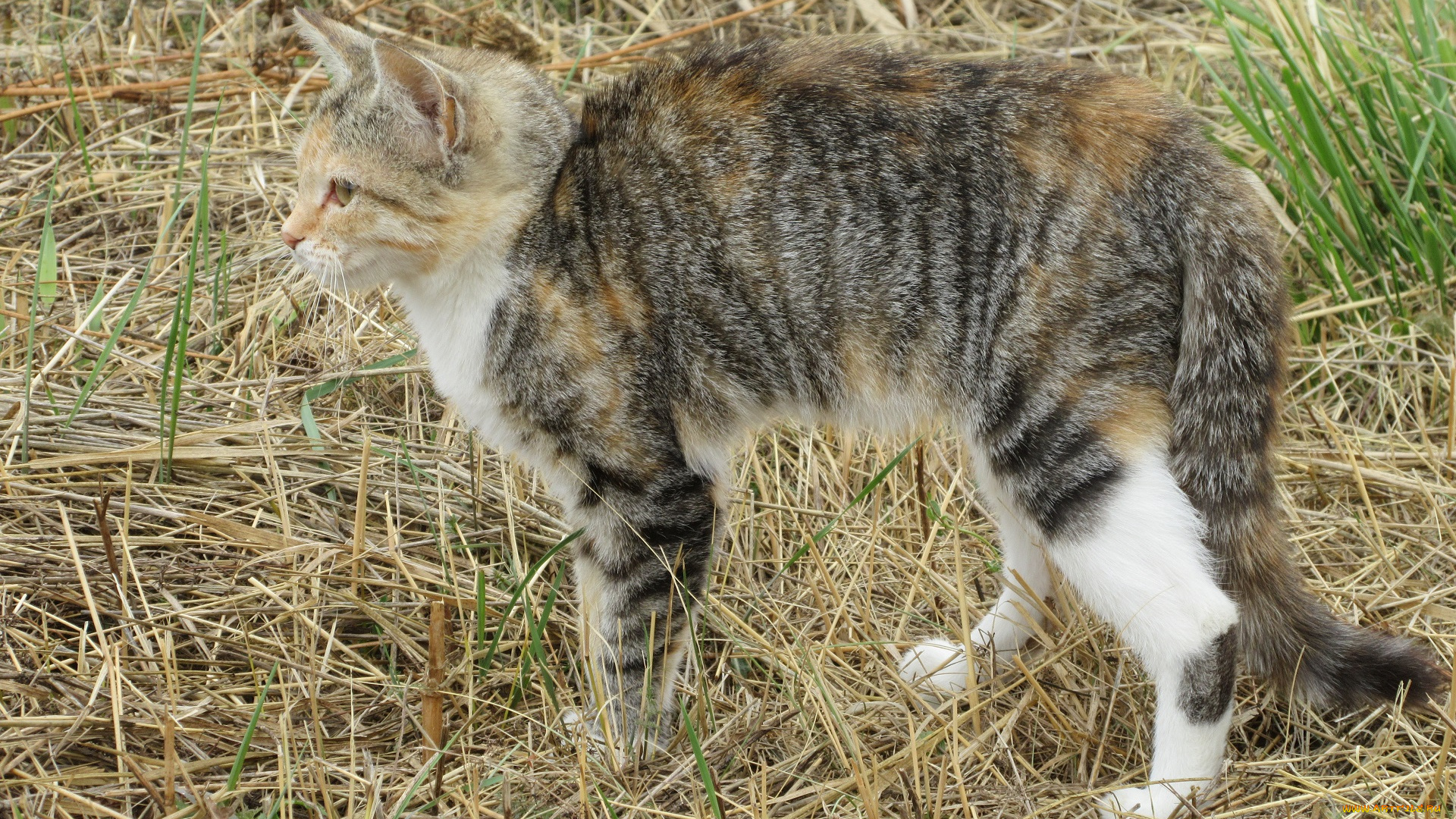 животные, коты, кошка