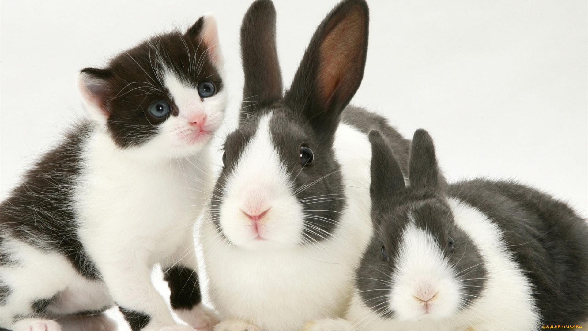 животные, разные, вместе, кролики, пятнистые, черно-белый, котенок