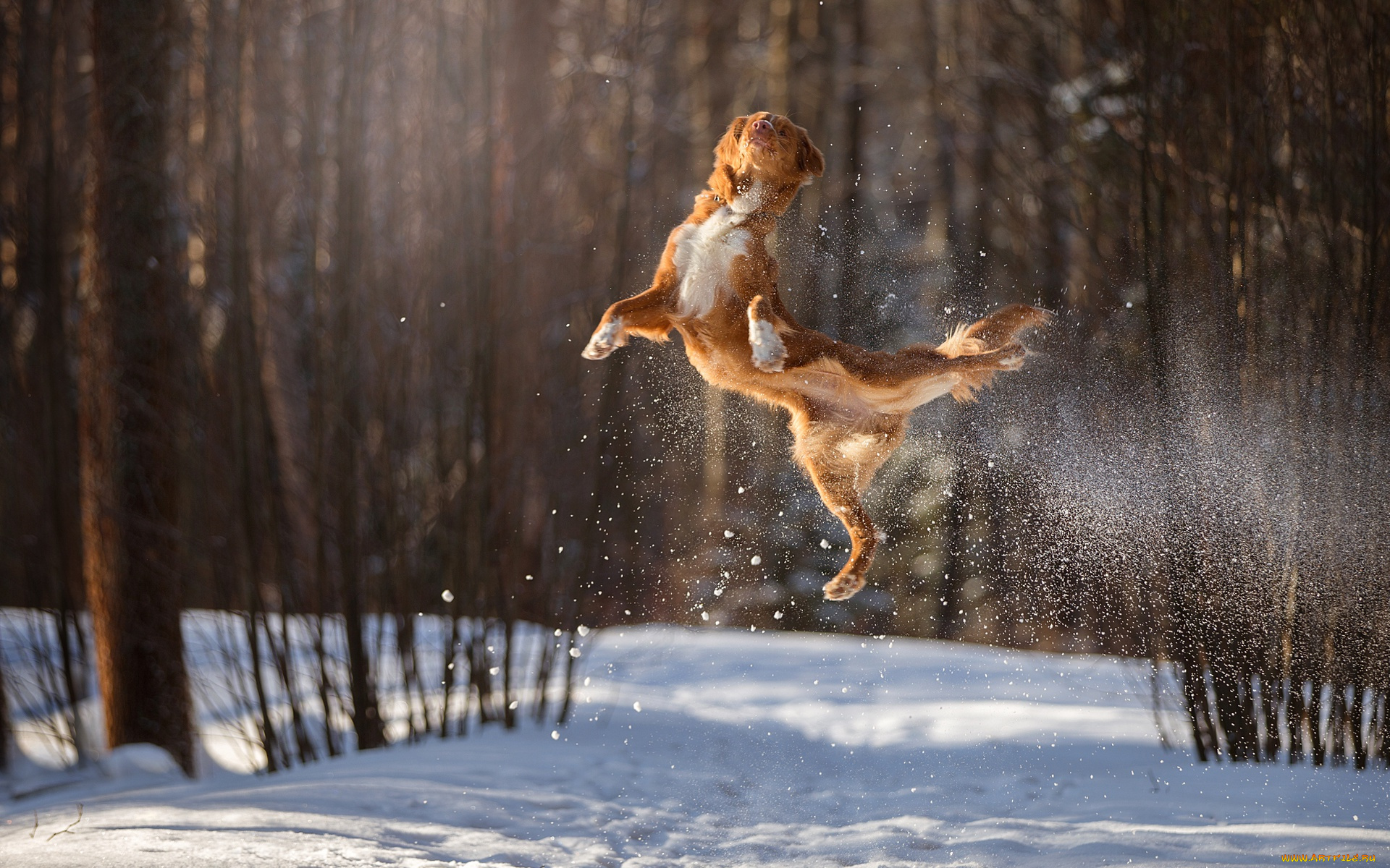 животные, собаки, прыжок, собака, боке, снег, полёт, зима, в, воздухе