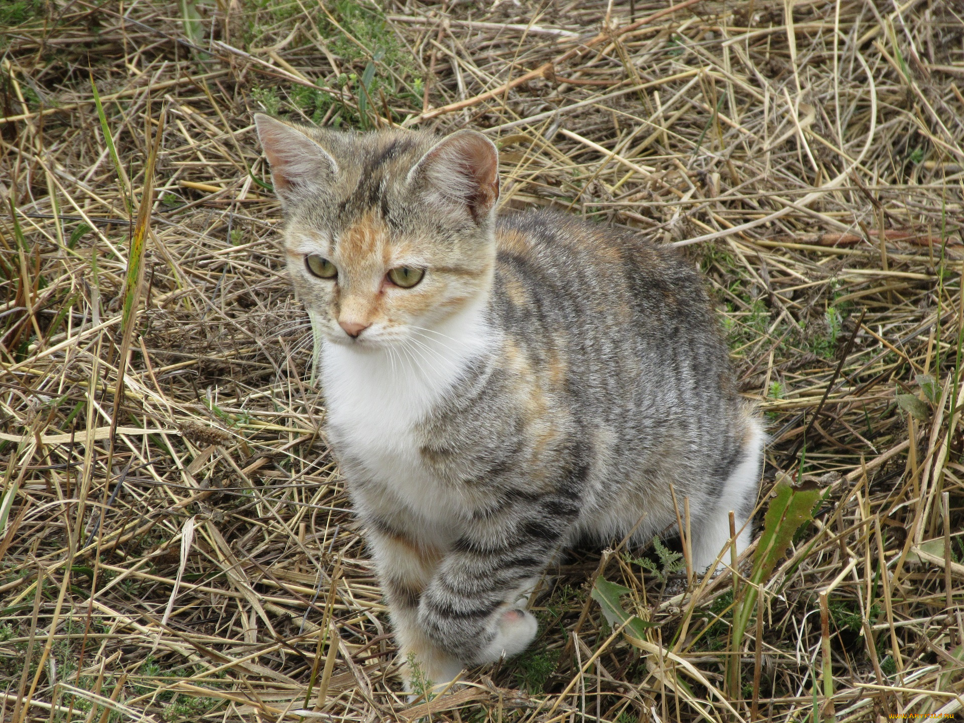 животные, коты, кошка