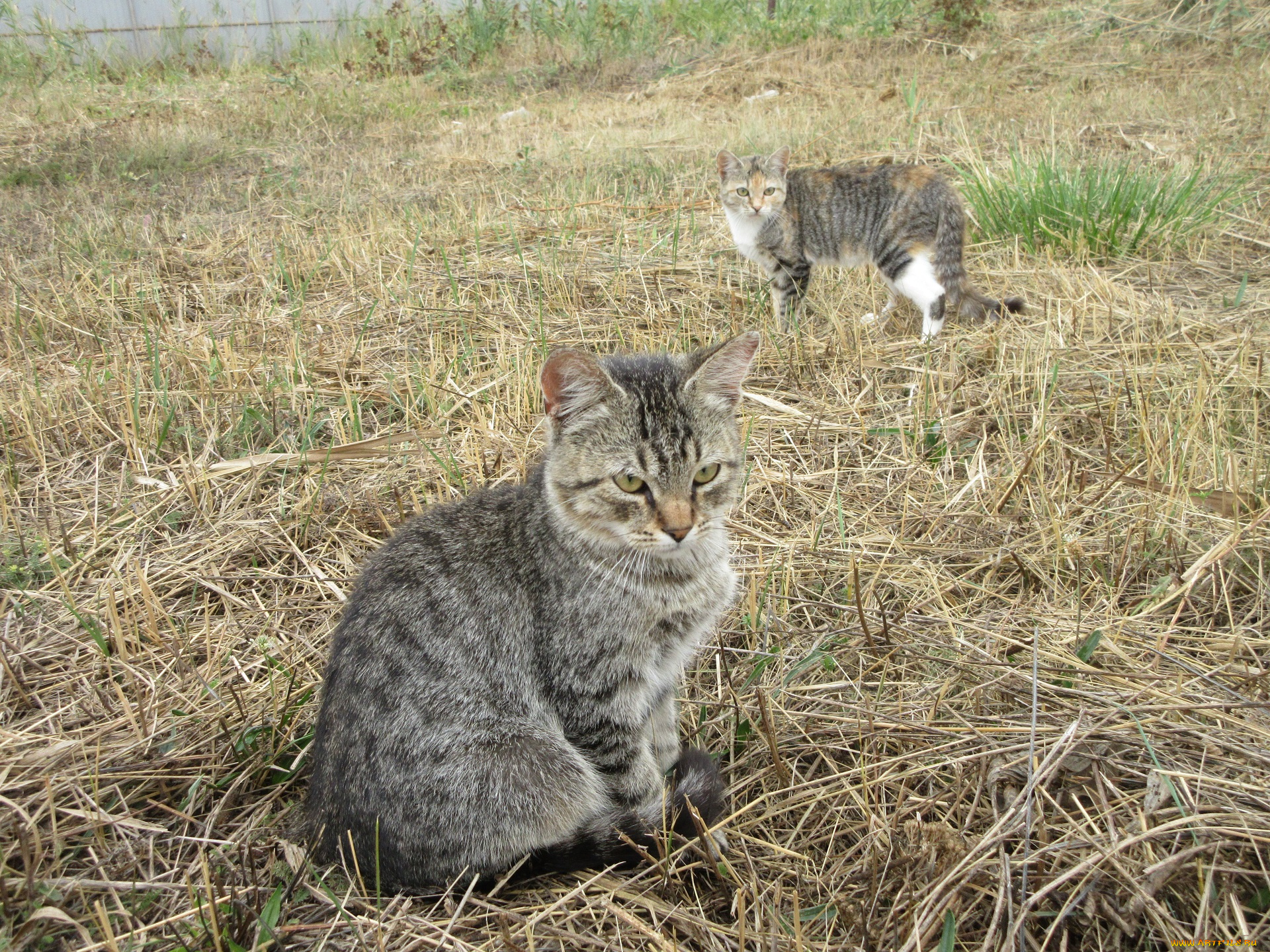 животные, коты, котята