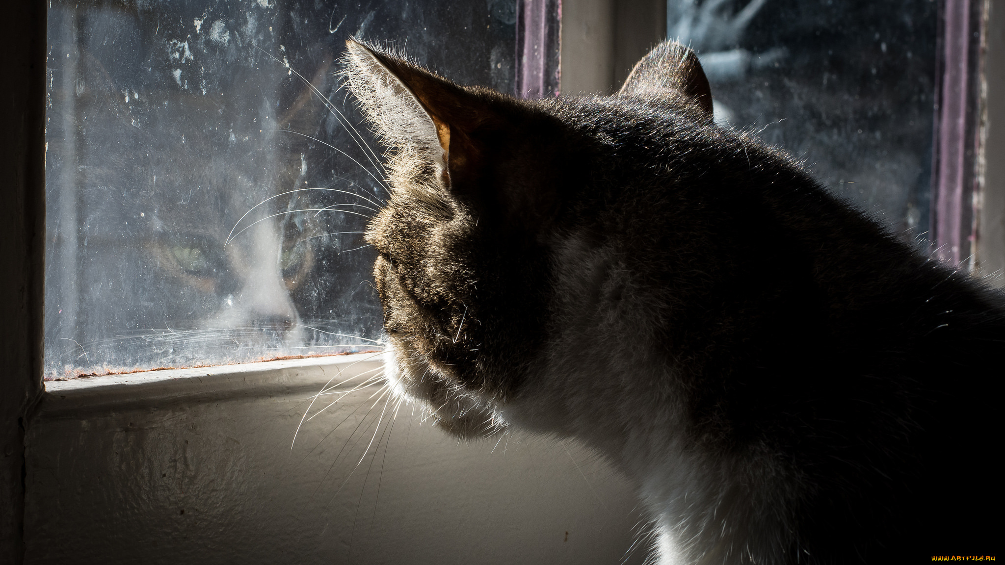 животные, коты, окно, отражение