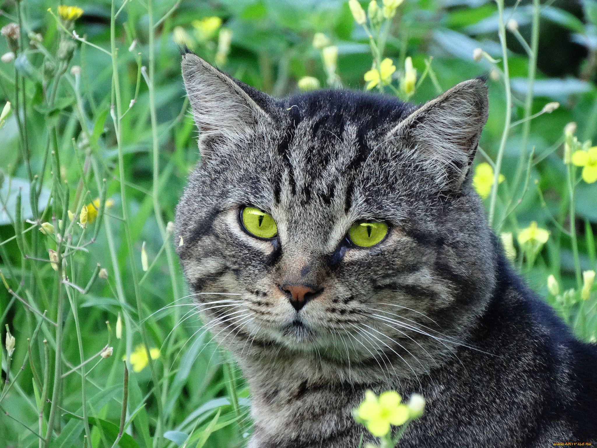 животные, коты, киса