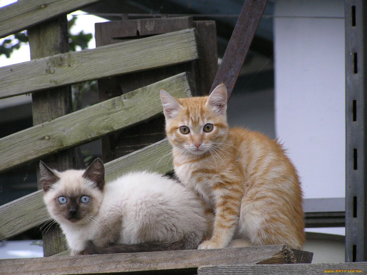 животные, коты