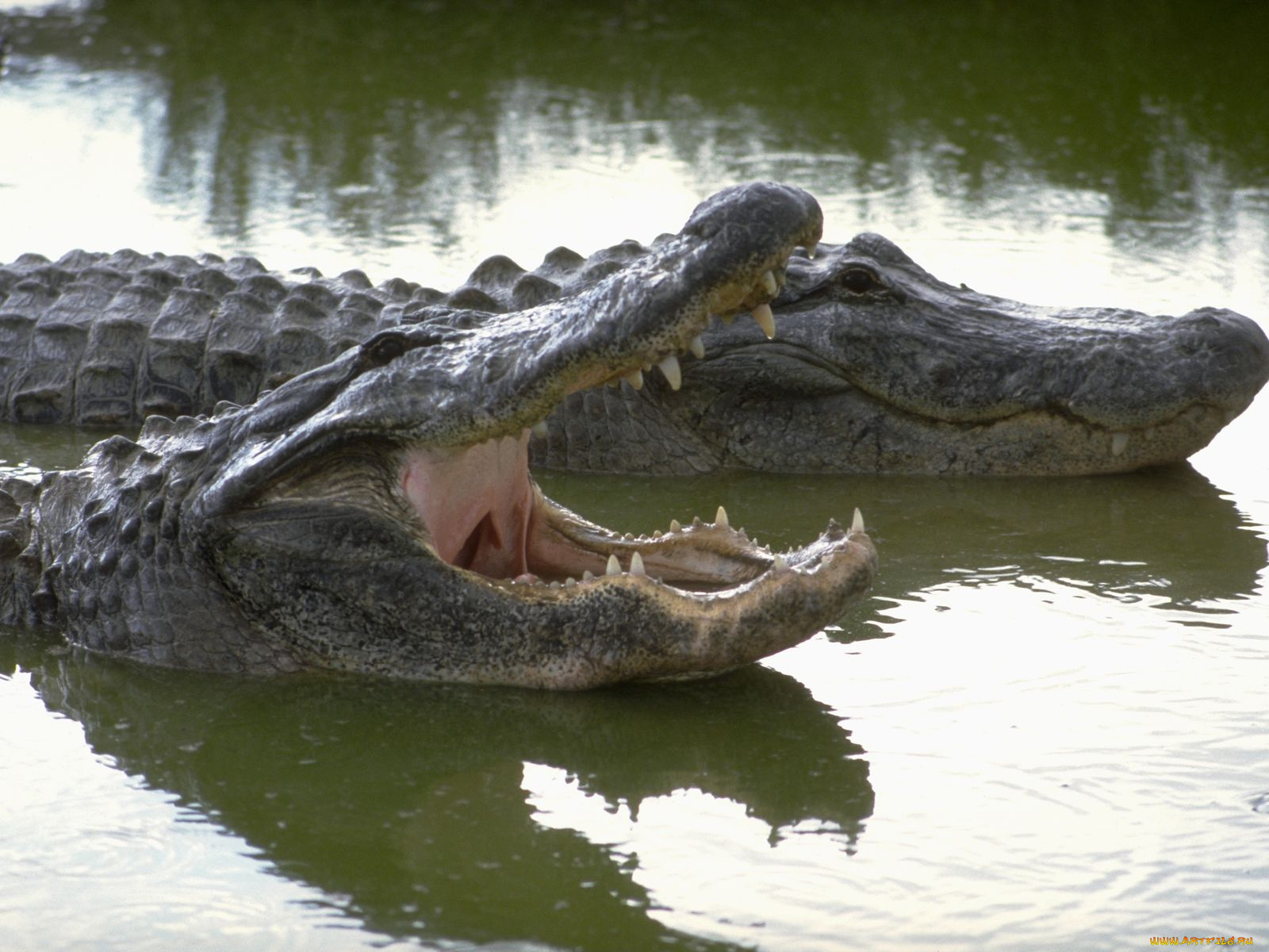 животные, крокодилы