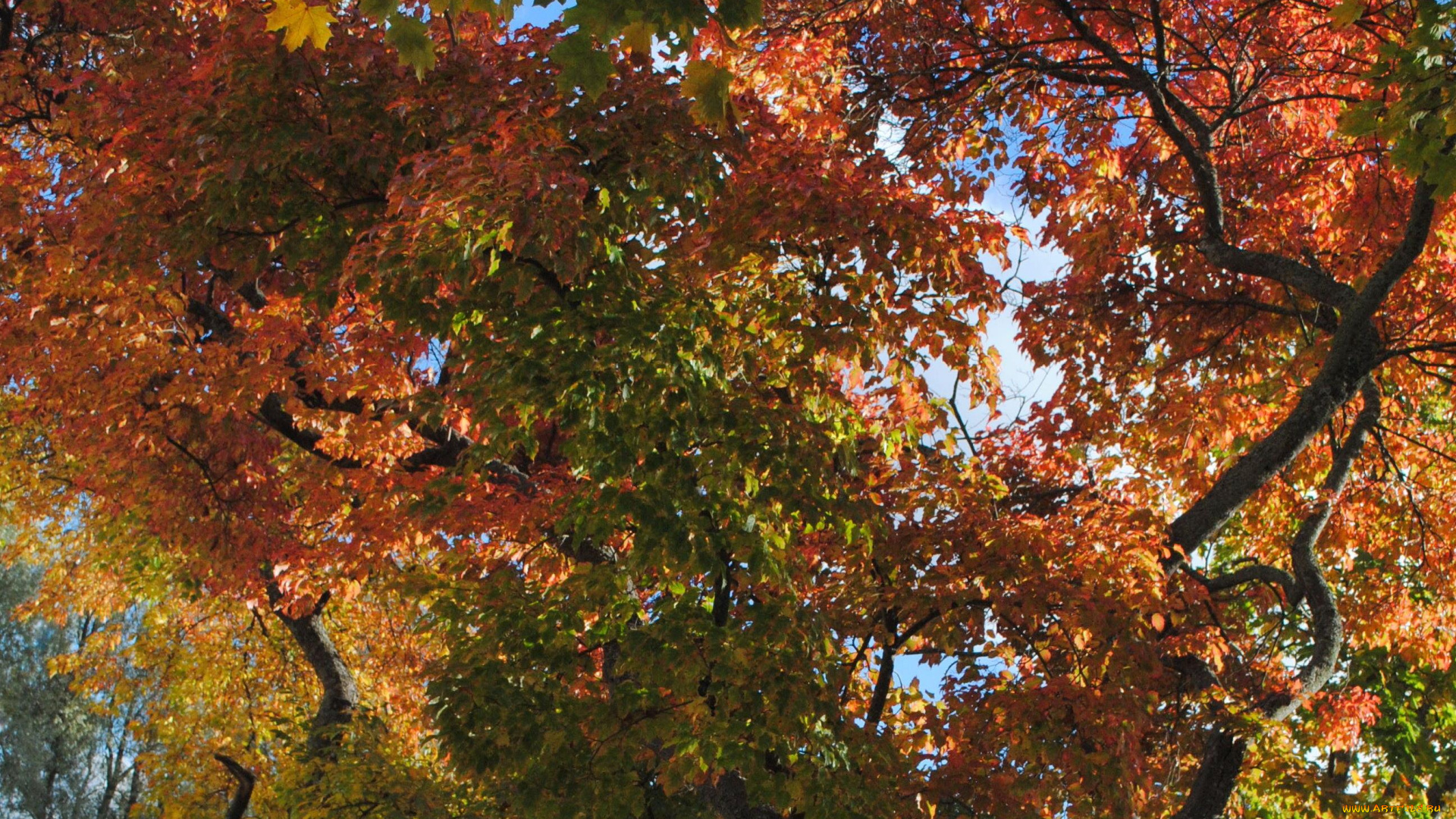 осень, природа, деревья