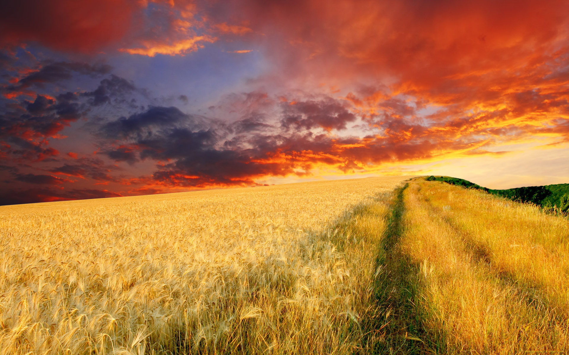 пшеница природа поле закат бесплатно