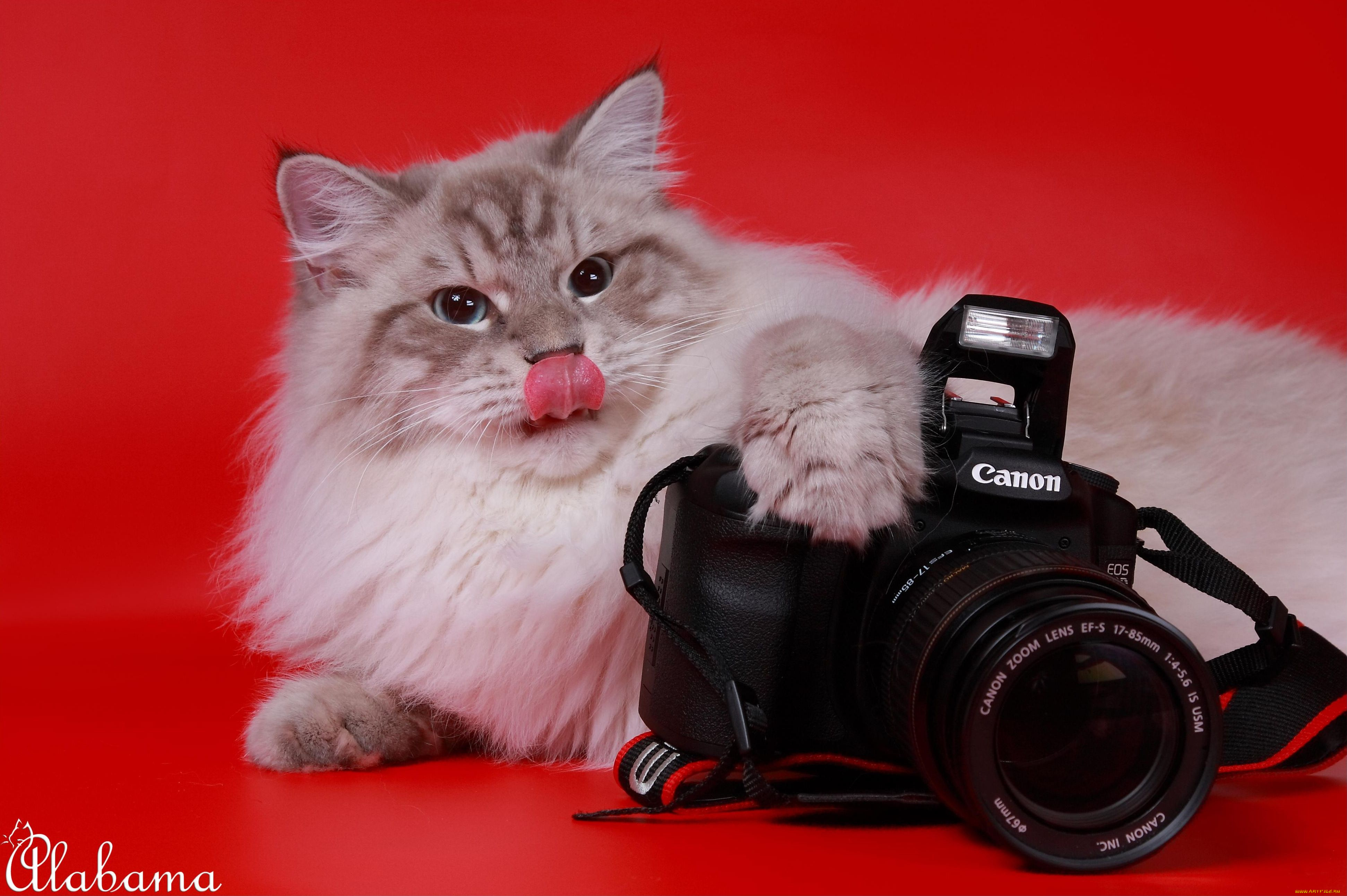 котенок с фотоаппаратом без смс