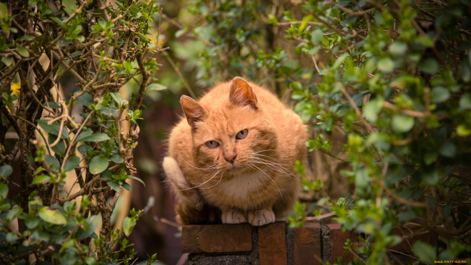 животные, коты, кот, кустарник, деревья, взгляд, рыжий, забор