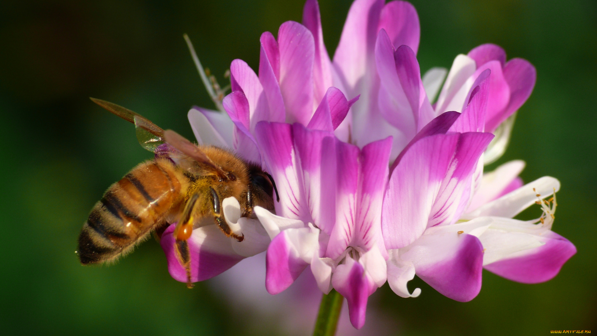 животные, пчелы, , осы, , шмели, розовые, пчела, макро, фон, цветы