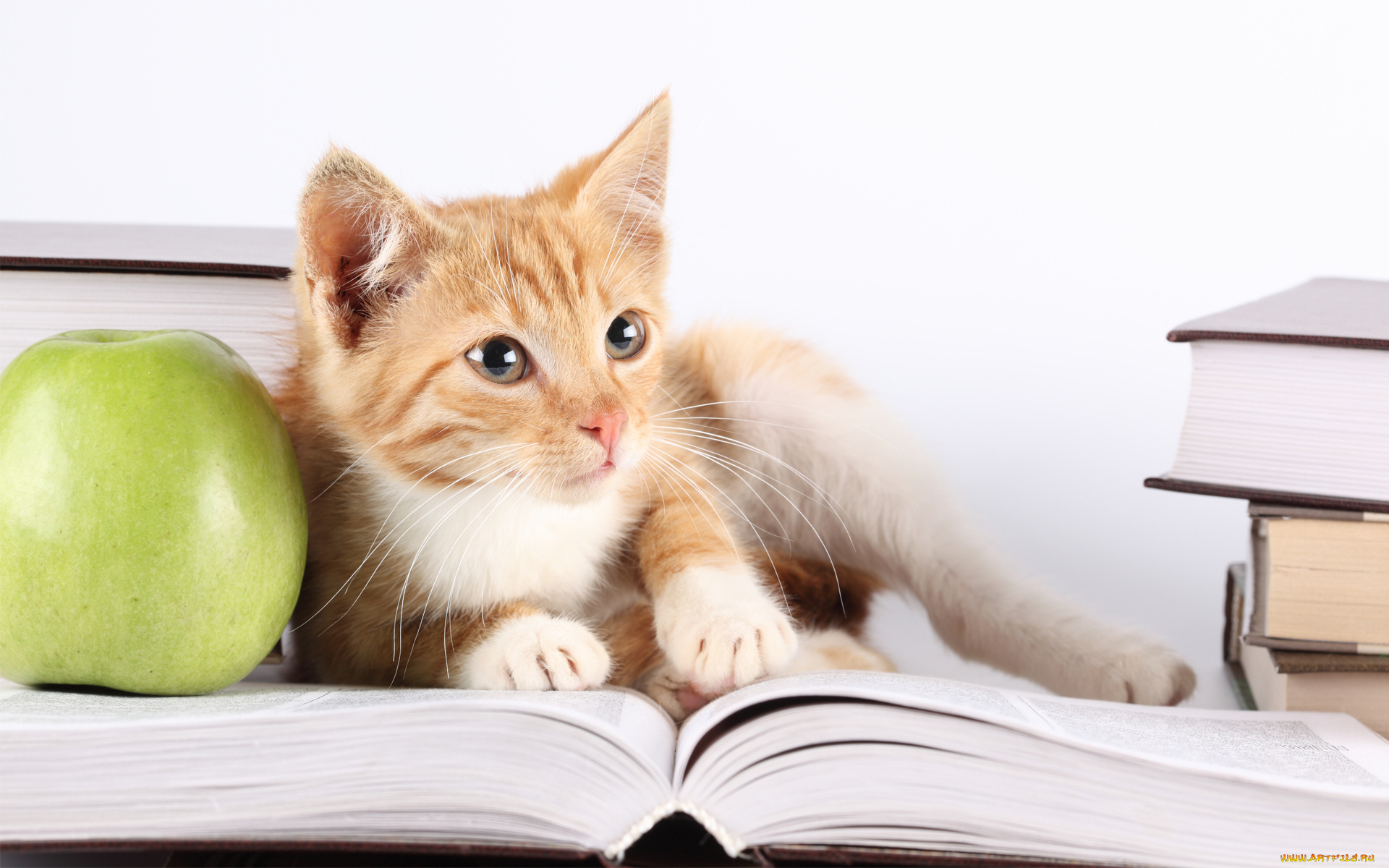 животные, коты, яблоко, книга, взгляд
