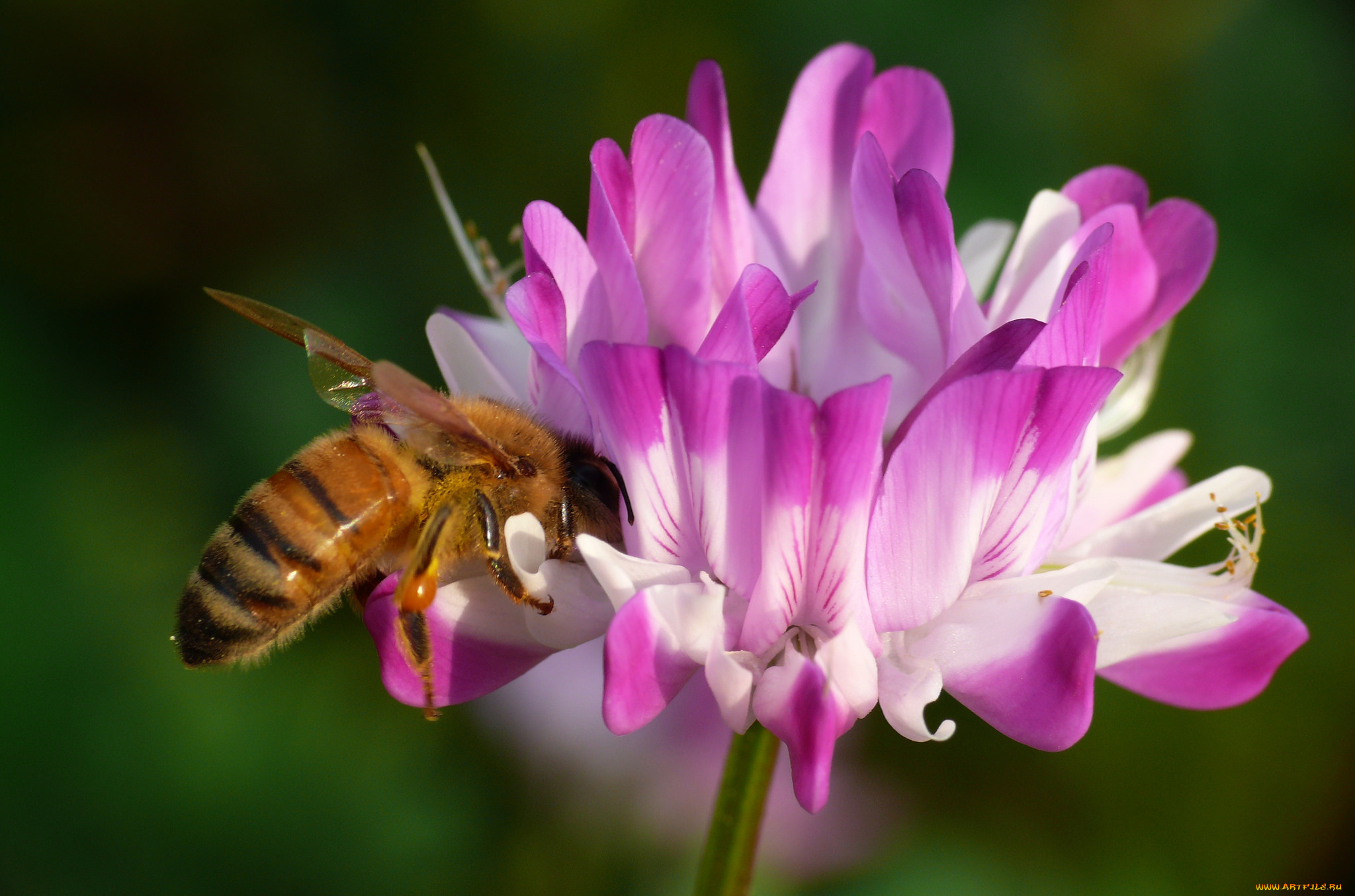 животные, пчелы, , осы, , шмели, розовые, пчела, макро, фон, цветы